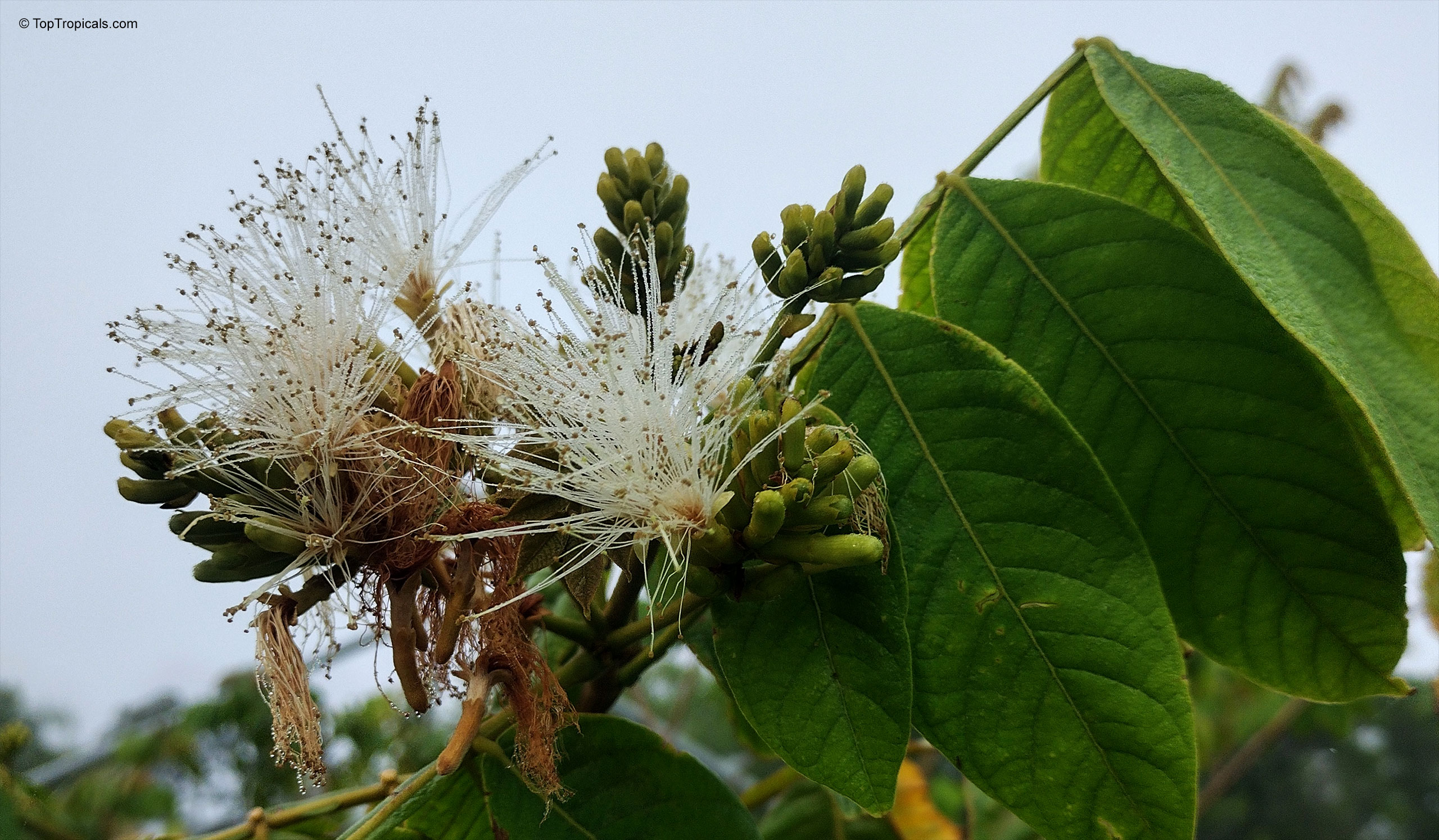 Inga edulis (Ice Cream Bean) white flower clusters accompanied by thick, textured green foliage. Inga edulis (Ice Cream Bean) white flower close up with green leaves on a branch.