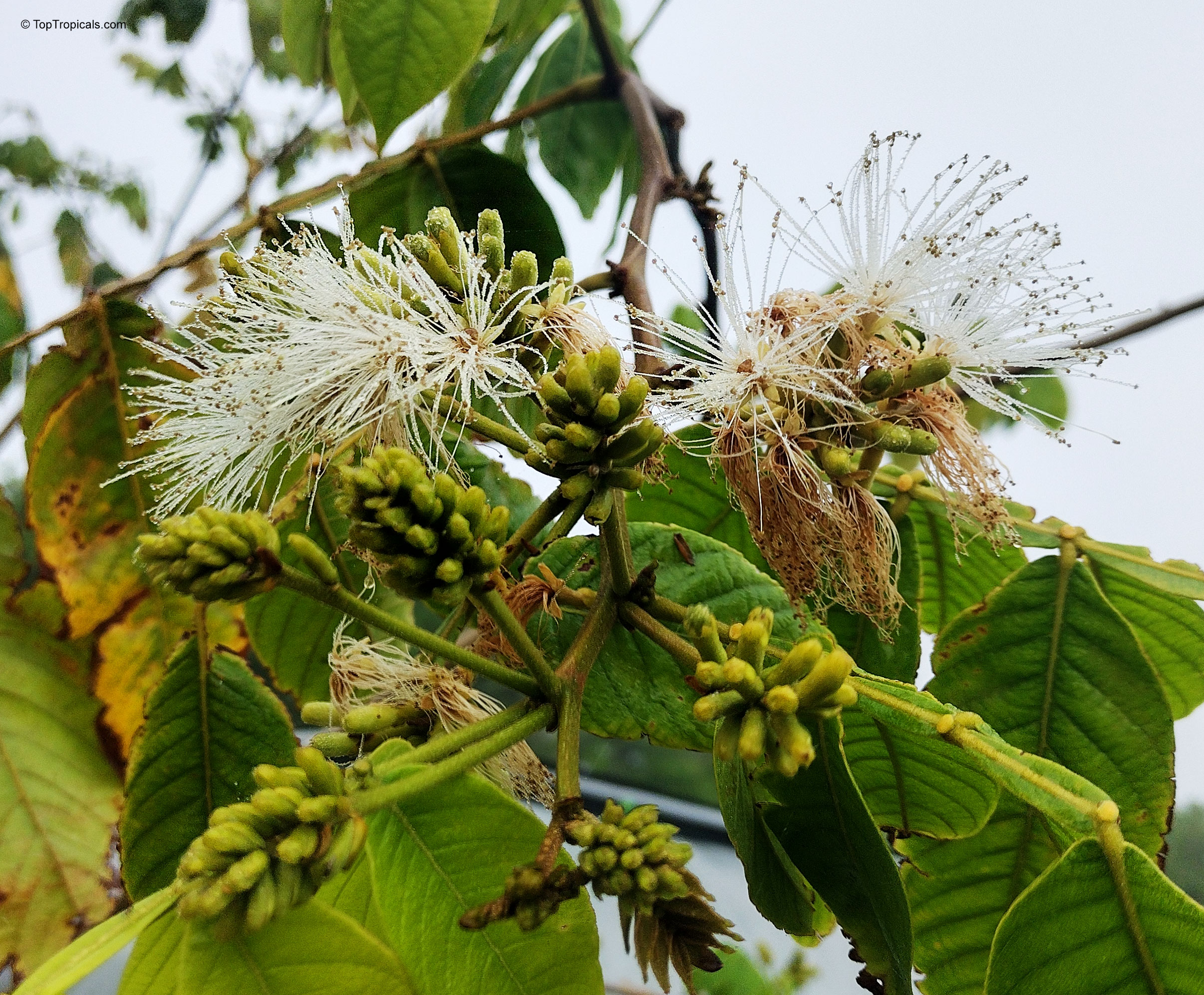 Inga edulis (Ice Cream Bean) white fluffy flower with green buds on a branch Inga edulis (Ice Cream Bean) white fluffy flower, close up of plant branch