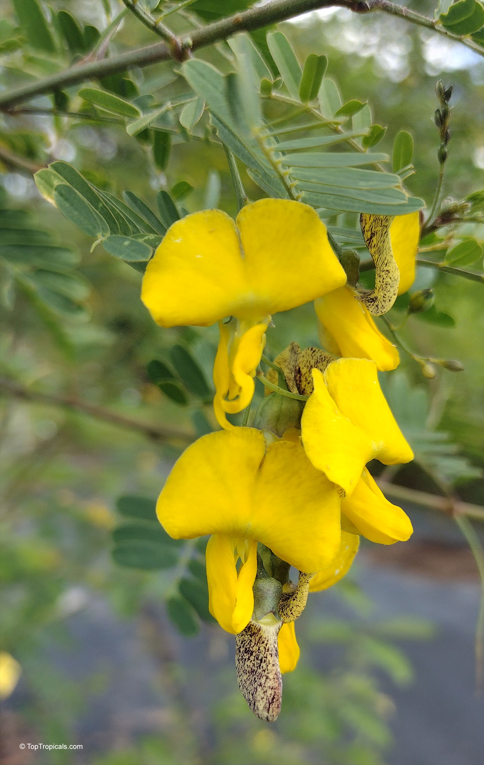 Sesbania javanica flower hangs from a branch with small green leaves in a natural setting Sesbania javanica yellow flower close up hanging on a branch with green leaves nearby