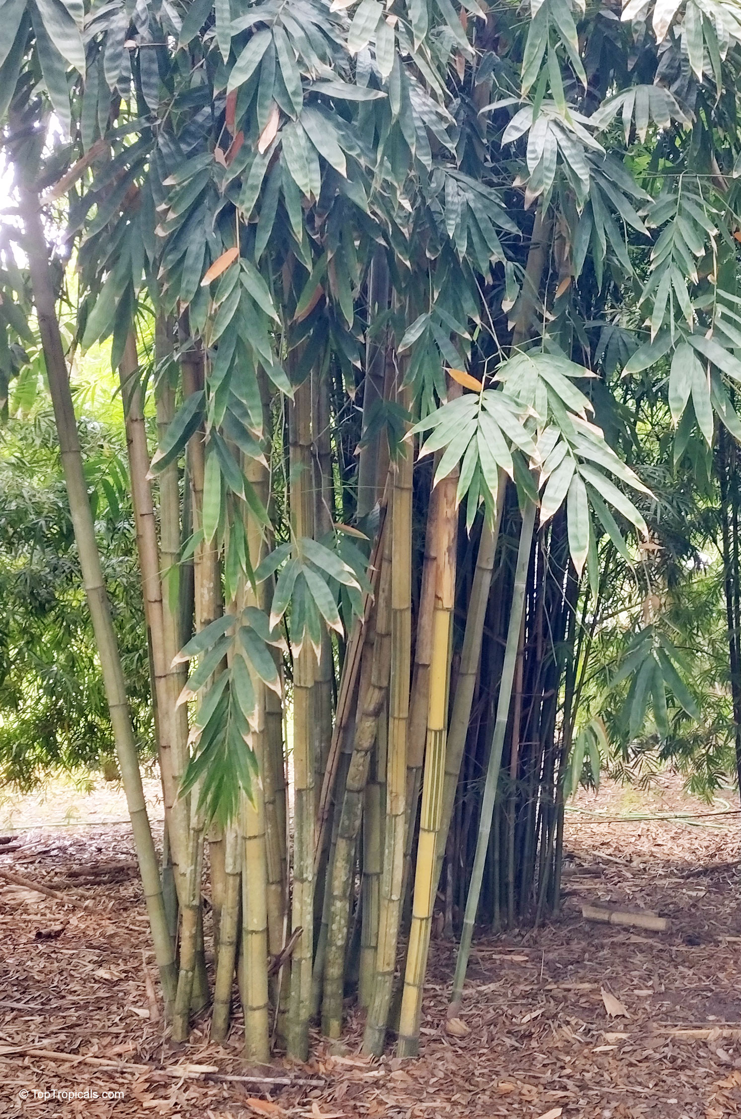 Dendrocalamus sp. (Giant Bamboo) yellow stems rise upward with clusters of narrow green leaves. Dendrocalamus sp. (Giant Bamboo) yellow bamboo stems with hanging narrow green leaves on plant.