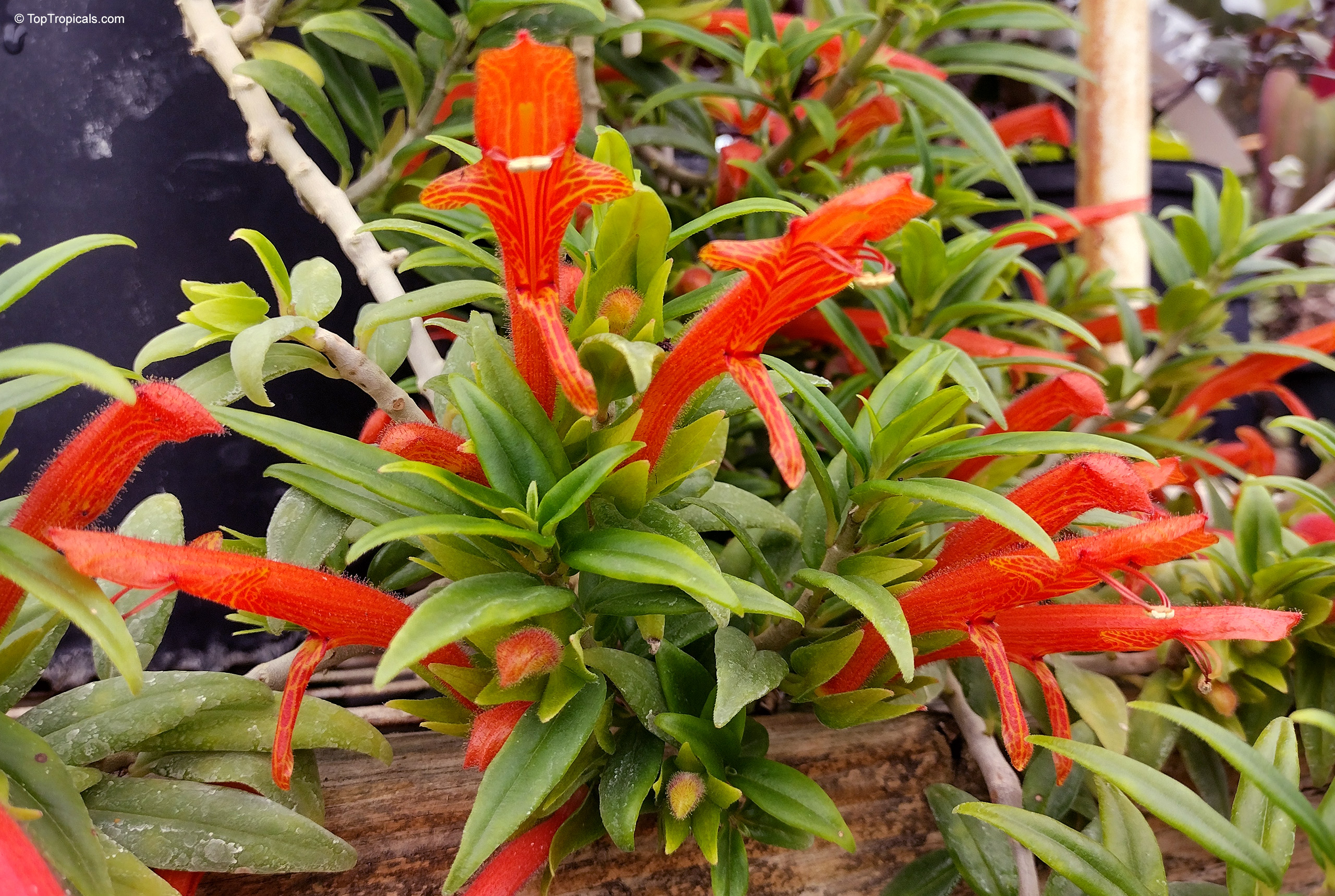 Columnea sp. (Flying Goldfish Plant) orange tubular flower with green pointed foliage close up Columnea sp. (Flying Goldfish Plant) orange tubular flower with green pointed foliage close up