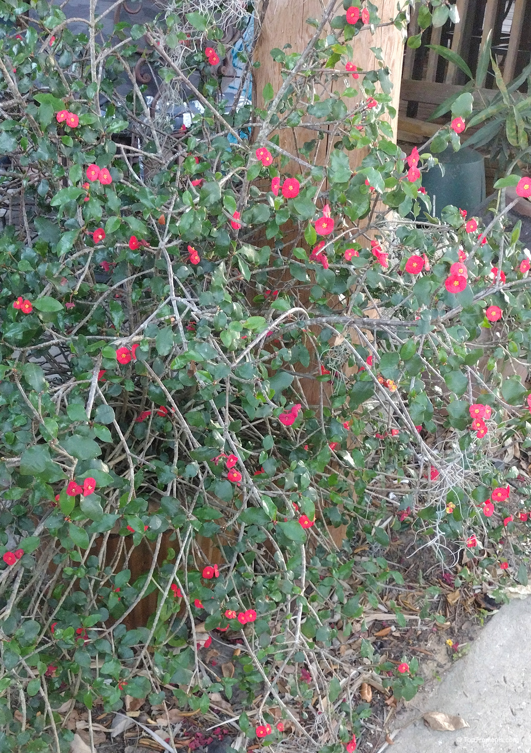 Euphorbia geroldii (Thornless Euphorbia) woody stems covered in small green leaves and numerous red flowers. Euphorbia geroldii (Thornless Euphorbia) plant with red flowers and green leaves on woody stems.