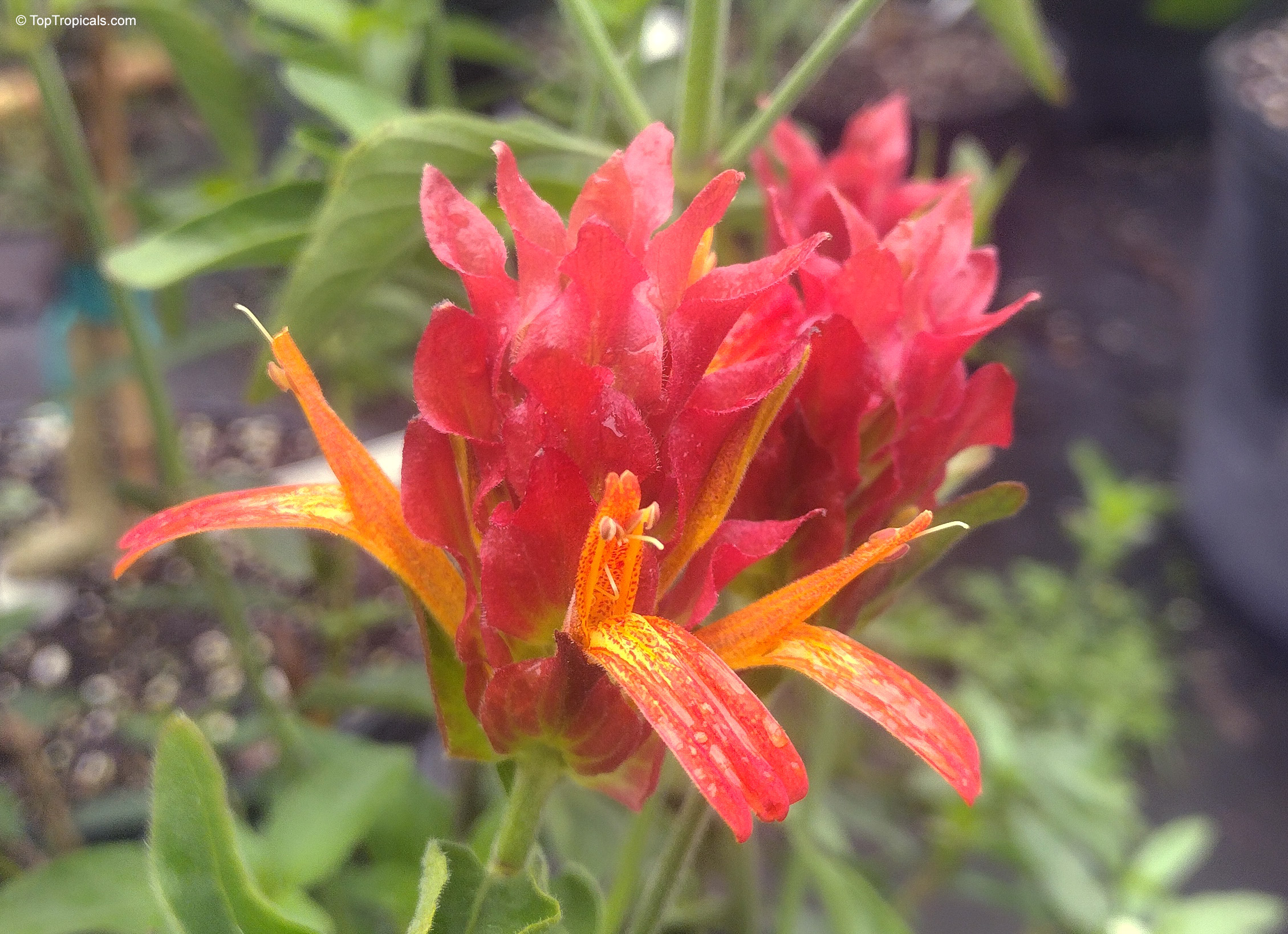 Justicia fulvicoma (Orange Shrimp Plant) with spikes of red bracts and orange tubular flower Justicia fulvicoma (Orange Shrimp Plant) with red bracts and orange flower close up