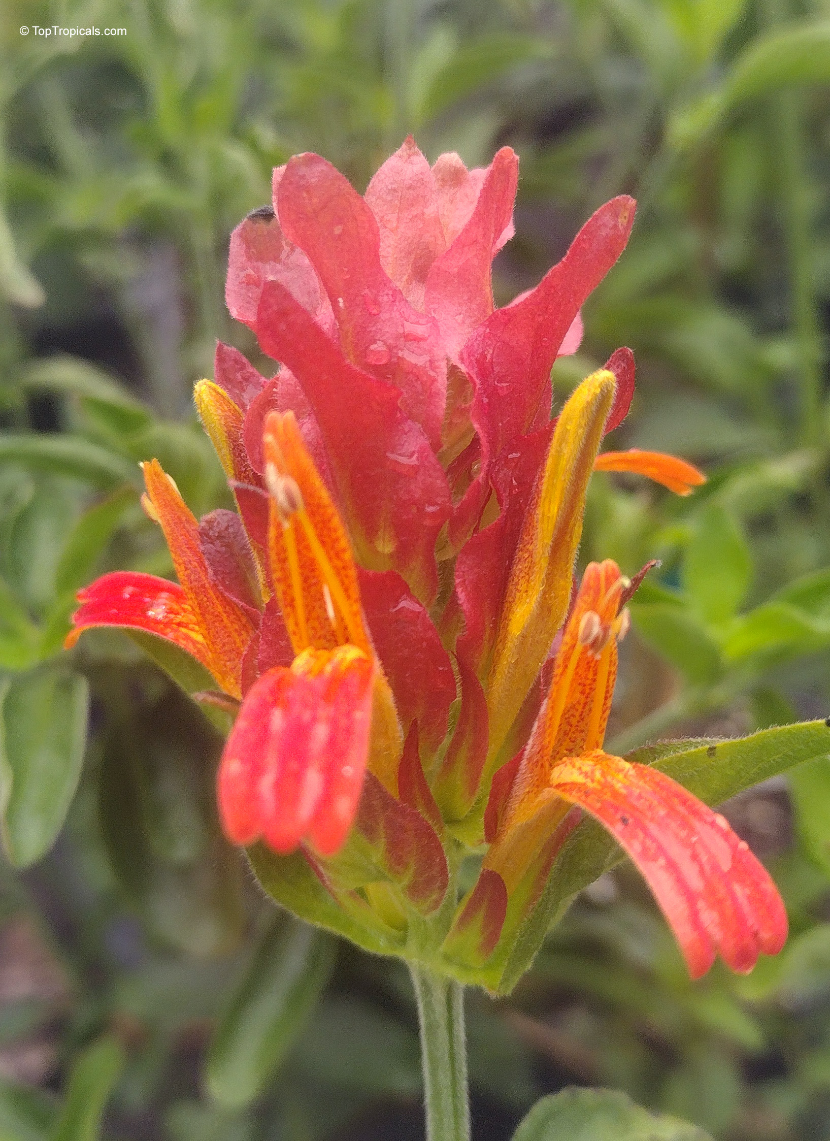 Justicia fulvicoma (Orange Shrimp Plant) orange flower with red bracts and green foliage. Justicia fulvicoma (Orange Shrimp Plant) orange flower close up with red textured bracts.