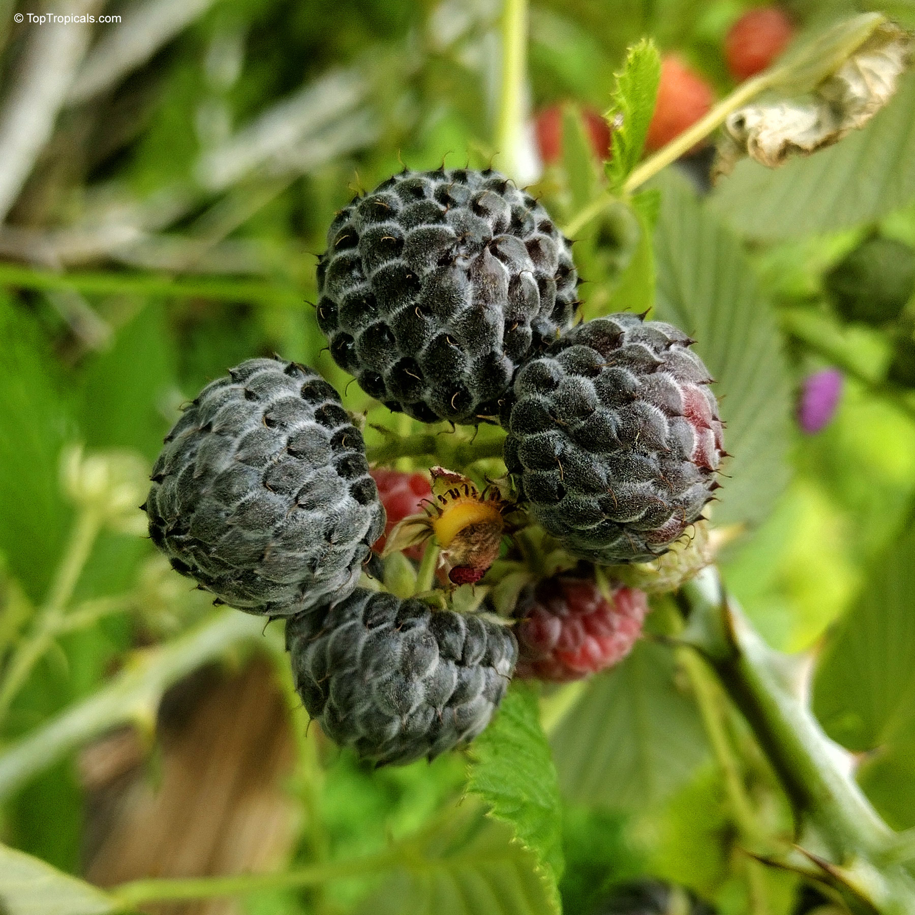 Rubus niveus (Mysore Raspberry) with clusters of dark purple fruit maturing among sharp green leaves. Rubus niveus (Mysore Raspberry) with round dark purple fruit in a close up image