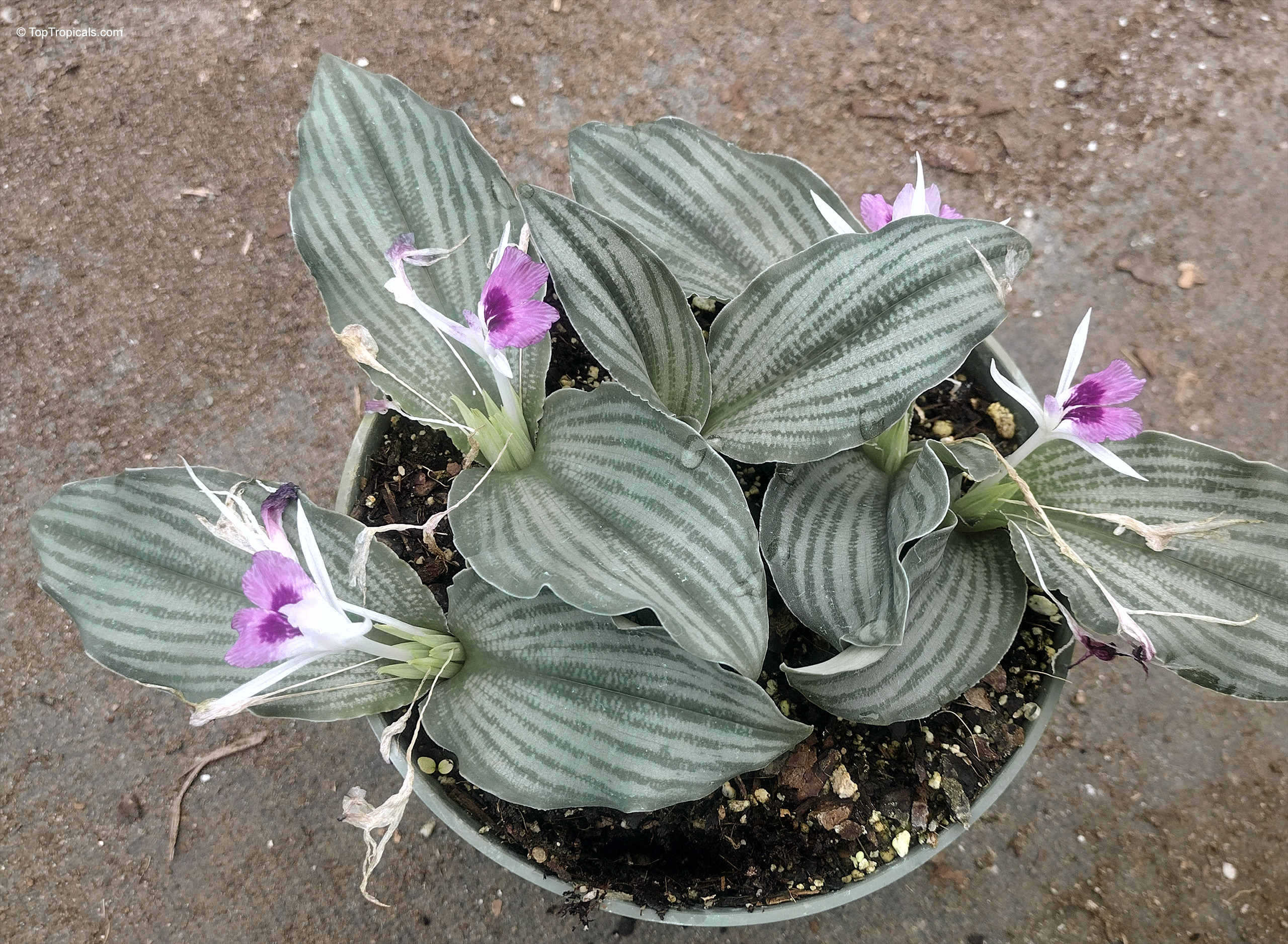 Kaempferia angustifolia (Peacock Ginger) with purple flower and green leaves in a plastic container Kaempferia angustifolia (Peacock Ginger) purple flower and green leaves in a container plant