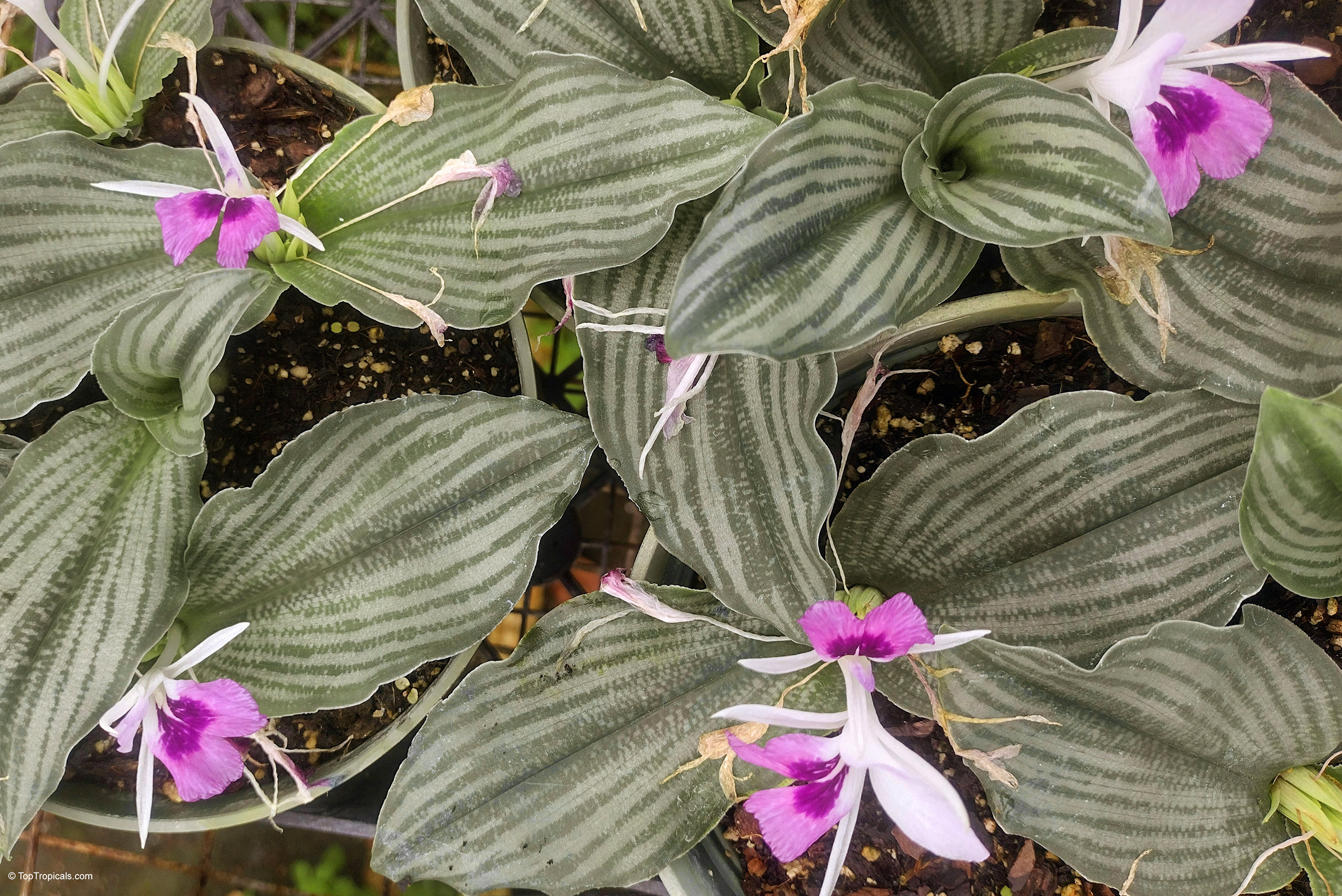 Kaempferia angustifolia (Peacock Ginger) purple flower and green striped leaves in pots. Kaempferia angustifolia (Peacock Ginger) purple flower and green striped leaves close up.