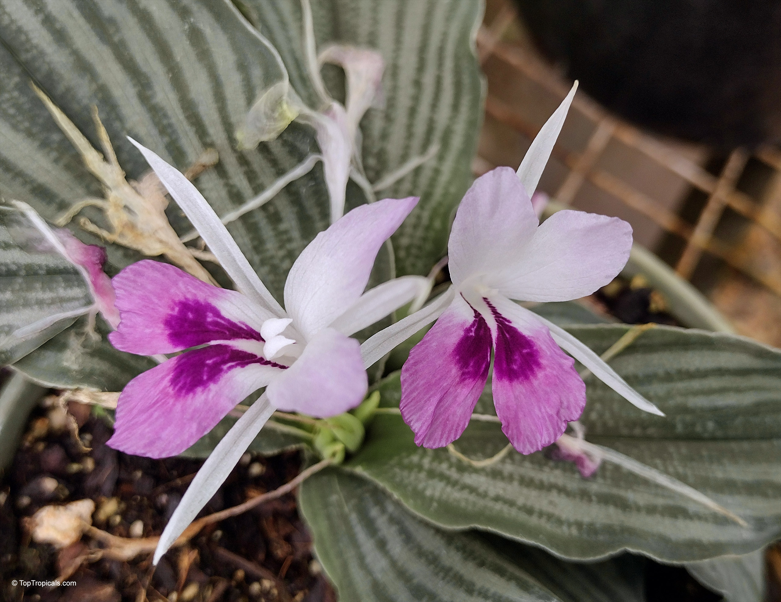 Kaempferia angustifolia (Peacock Ginger) with purple and white petals rising above green patterned leaves. Kaempferia angustifolia (Peacock Ginger) purple white flower close up on green foliage