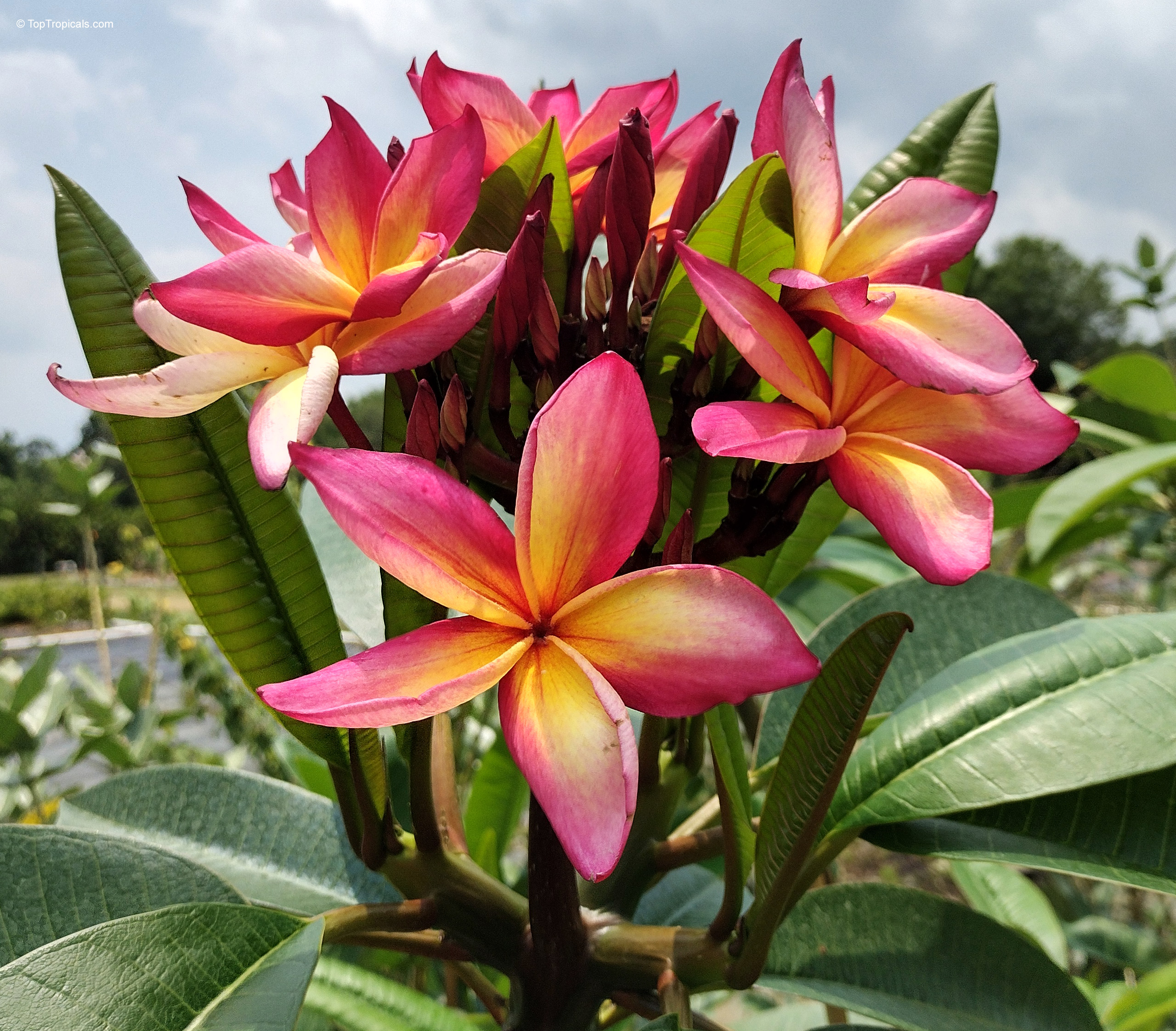 Plumeria sp. ('Morland' Plumeria) showing a cluster of pink and yellow petals on stems Plumeria sp. ('Morland' Plumeria) with pink and yellow flower, a detailed close up