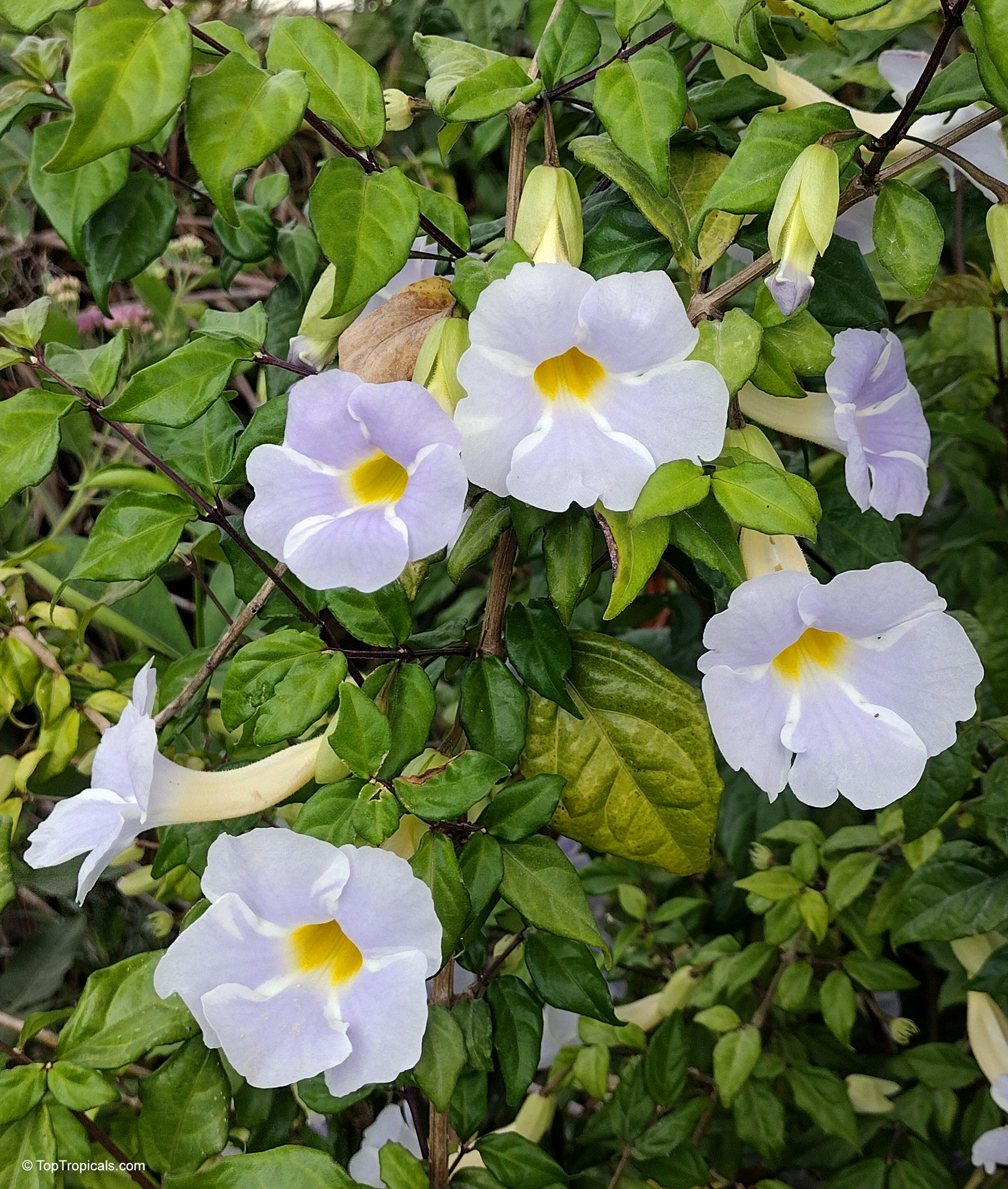 Thunbergia erecta (King's Mantle) purple flower close up with yellow center and green leaves. Thunbergia erecta (King's Mantle) purple flower close up with yellow center and green leaves.