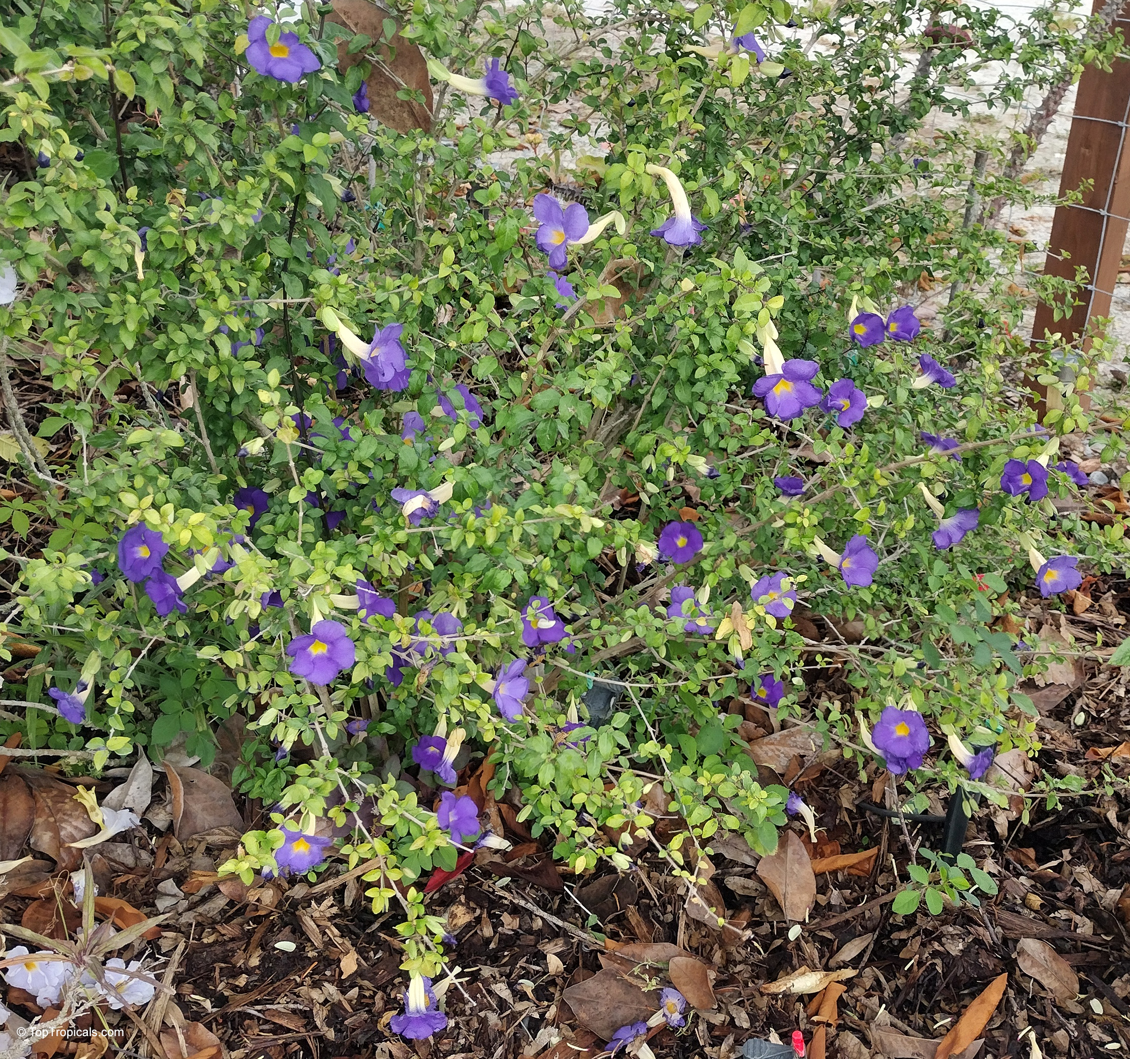 Thunbergia erecta (King's Mantle) with many small purple flowers among green foliage. Thunbergia erecta (King's Mantle) plant with purple flowers and small green leaves, wide shot.