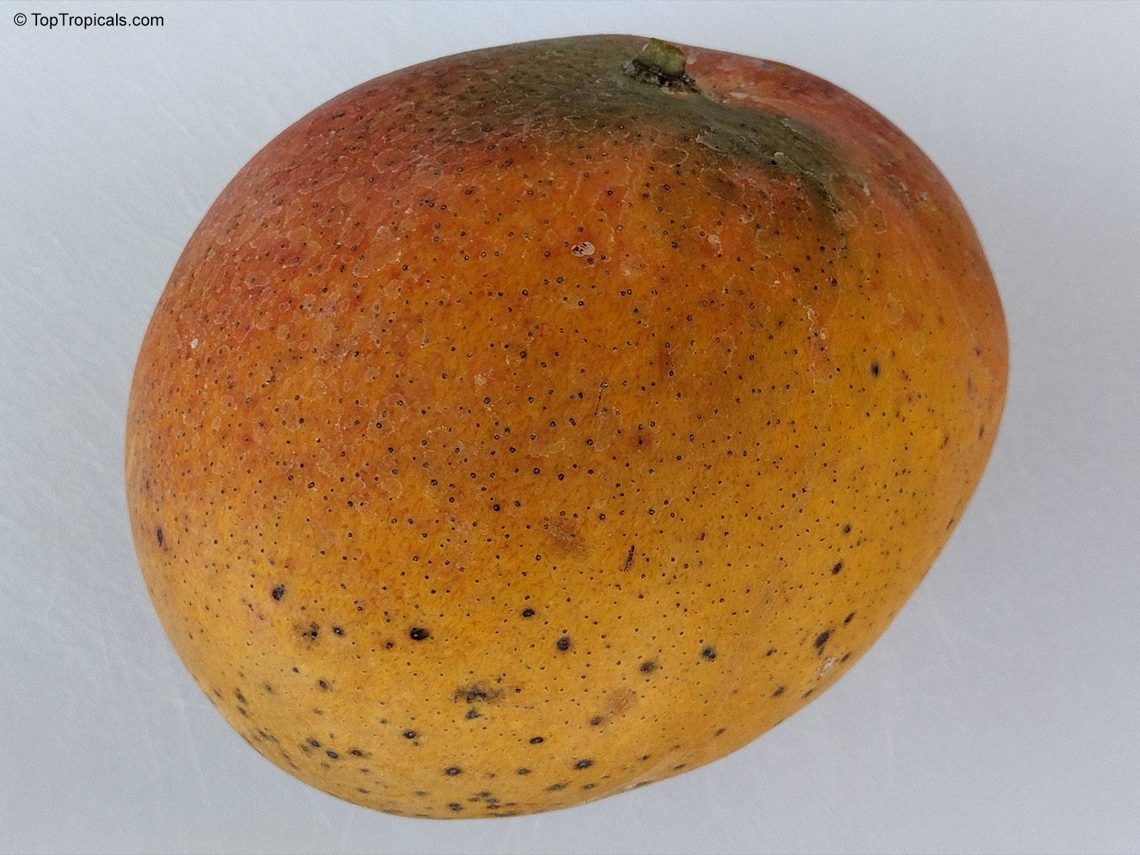 Mangifera indica, Venus Mango Mangifera indica, Venus Mango