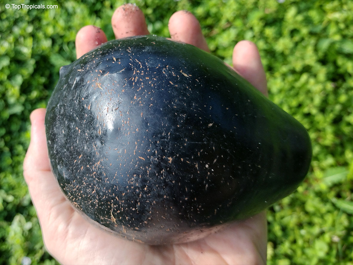 Persea americana, Persea gratissima, Avocado, Alligator Pear, Aguacate, Abacate. Persea americana 'Brogdon' (or 'Brogden')