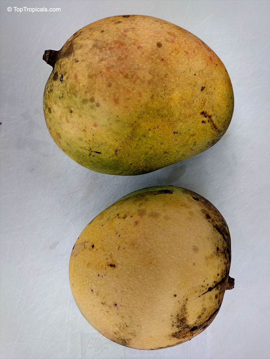 Mangifera indica, Mango. Mango Beverly