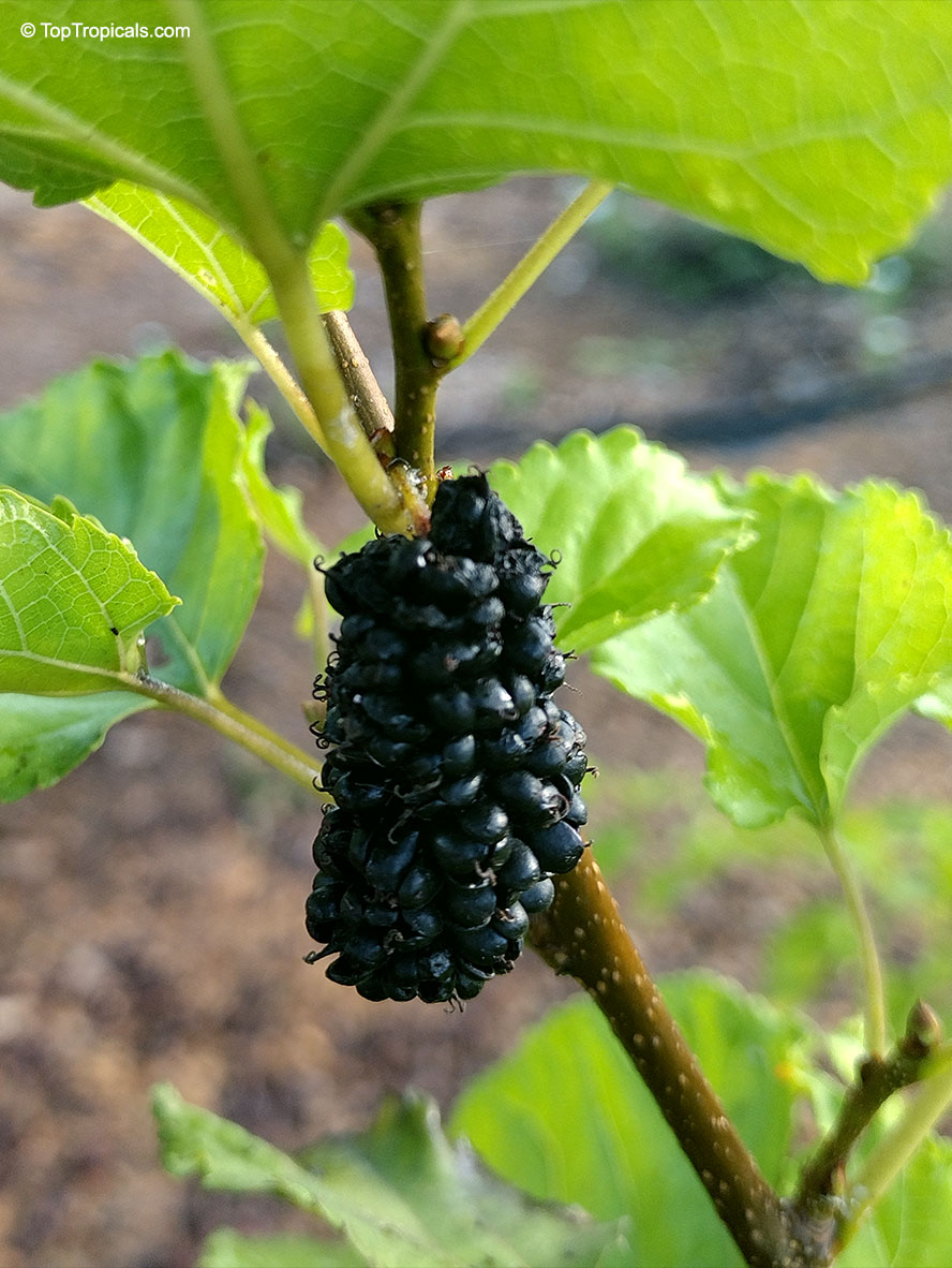 Morus sp., Mulberry. Morus rotundiloba 'BonBonBerry'