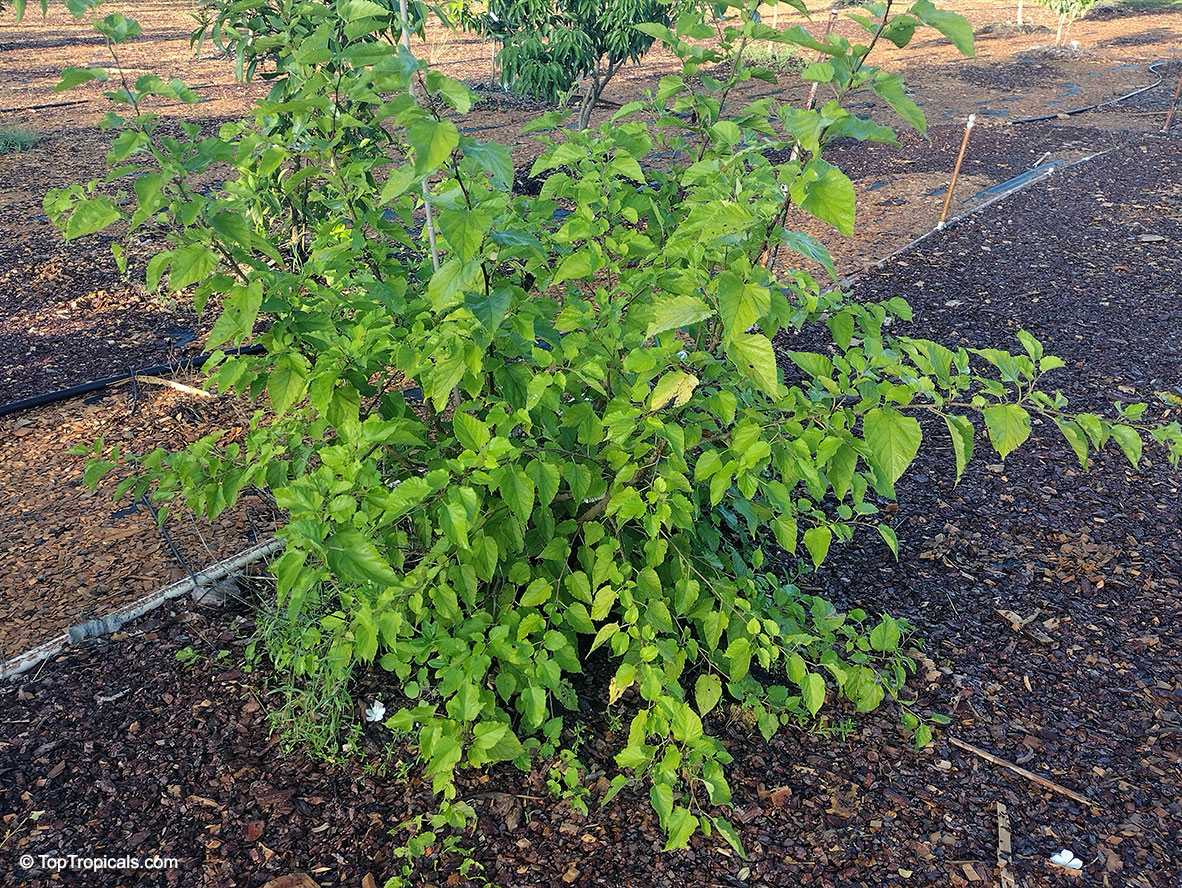 Morus sp., Mulberry. Morus rotundiloba 'BonBonBerry'. Dwarf Mulberry forms a bushy plant of particularly compact size.