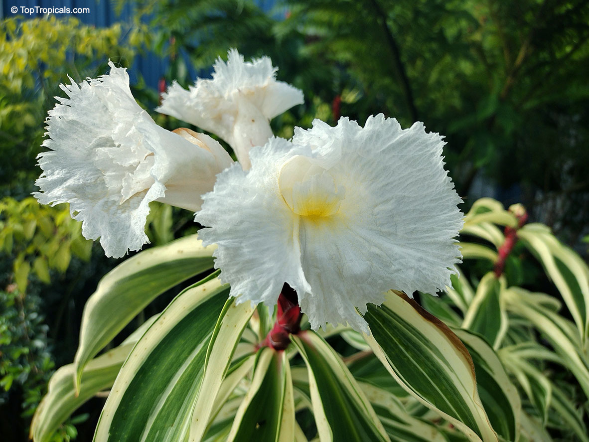 Costus arabicus variegata, Costus amazonicus, Costus amazonica, Variegated Spiral Ginger