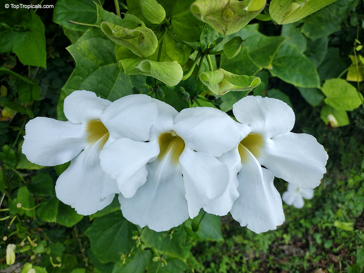 Thunbergia grandiflora, Blue Trumpet Vine, Blue Sky vine, Scrambling sky flower. Thunbergia grandiflora 'Alba'