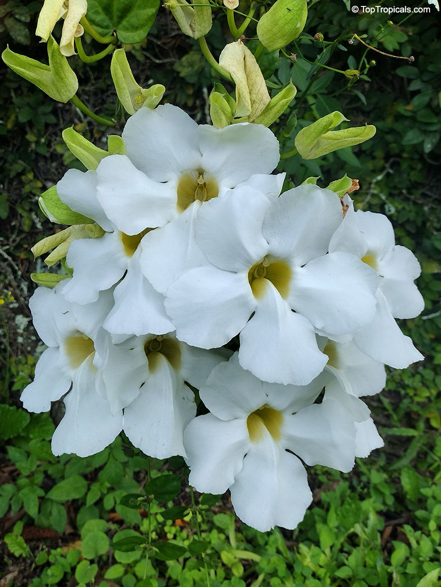 Thunbergia grandiflora, Blue Trumpet Vine, Blue Sky vine, Scrambling sky flower. Thunbergia grandiflora 'Alba'