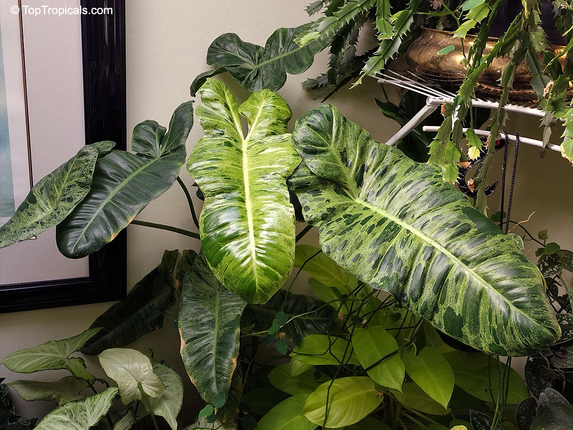 Philodendron x Paraiso Verde