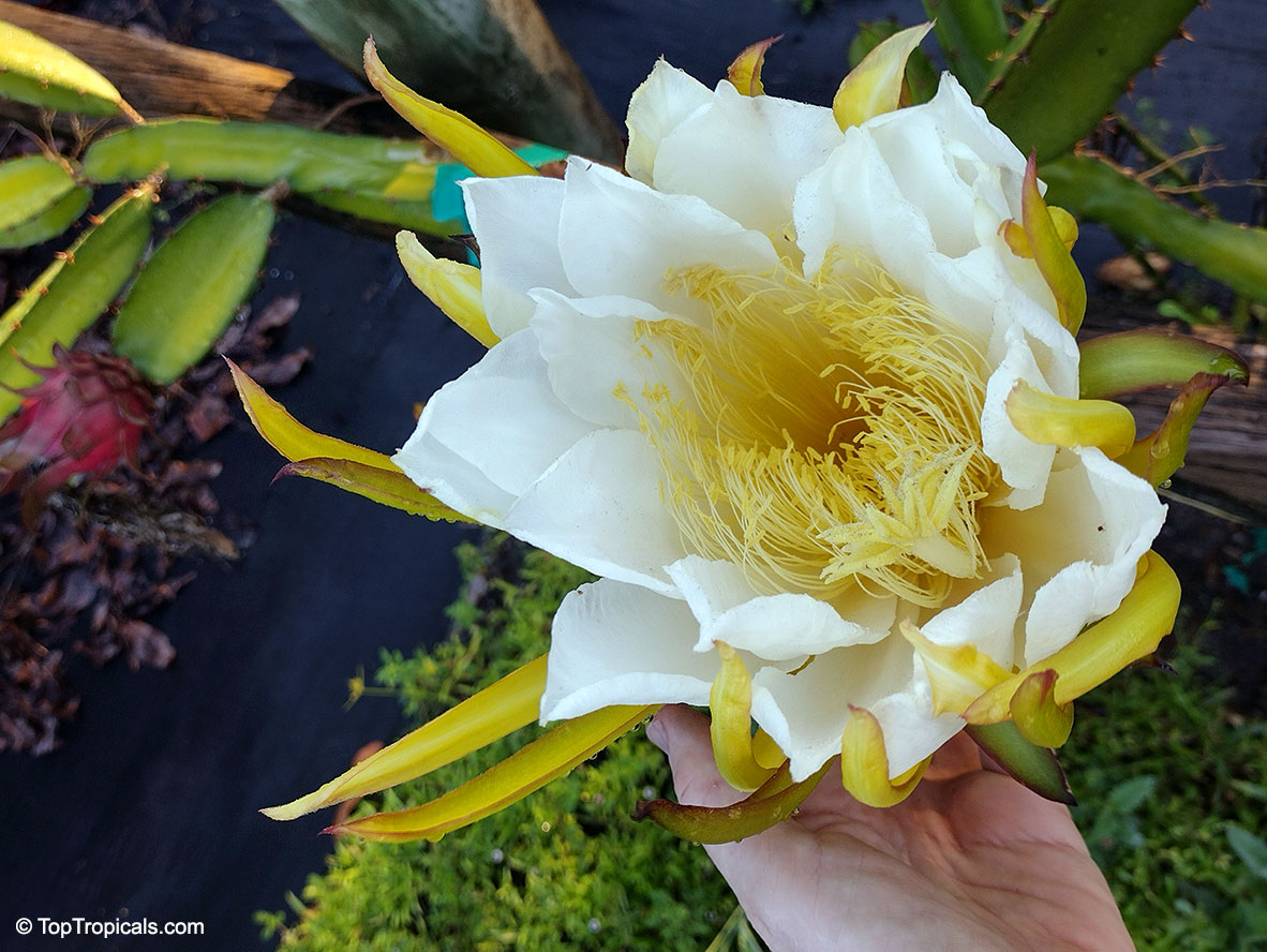 Hylocereus sp., Pitaya, Pitahaya, Dragon Fruit, Strawberry Pear