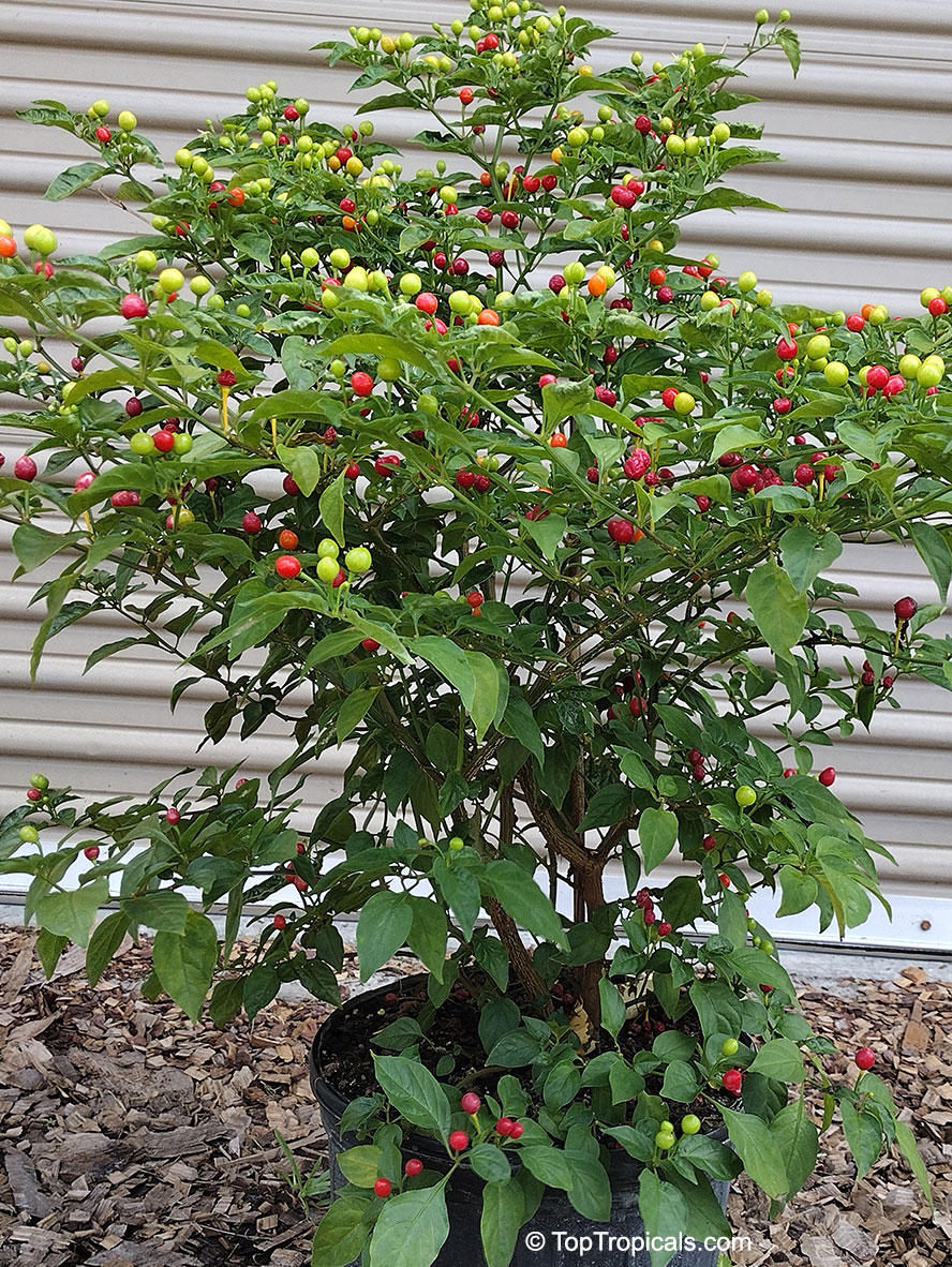 Capsicum frutescens, Wiri Wiri Pepper