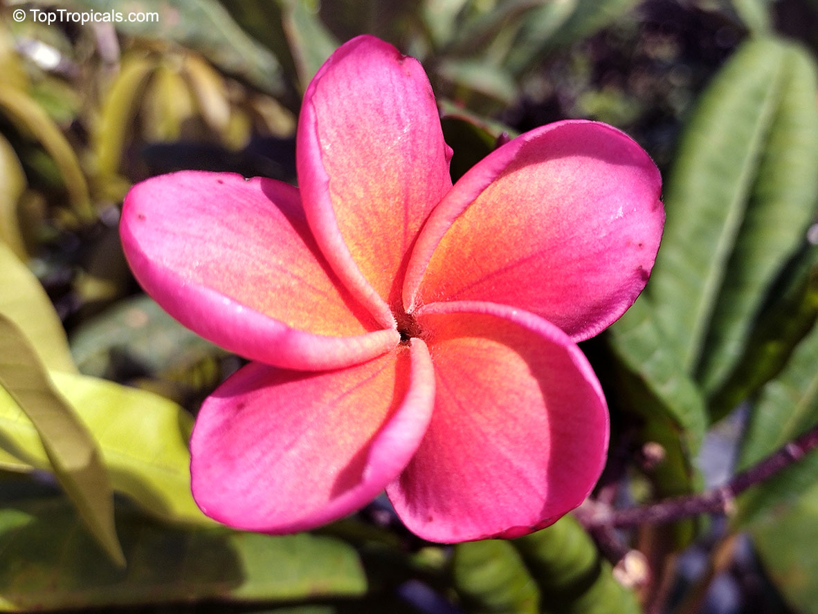 Plumeria sp., Plumeria, Frangipani. Plumeria 'Kimo'