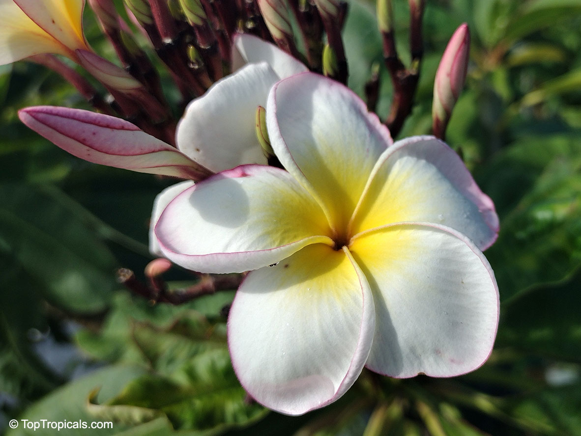 Plumeria sp., Plumeria, Frangipani. Plumeria 'Baby Bird'