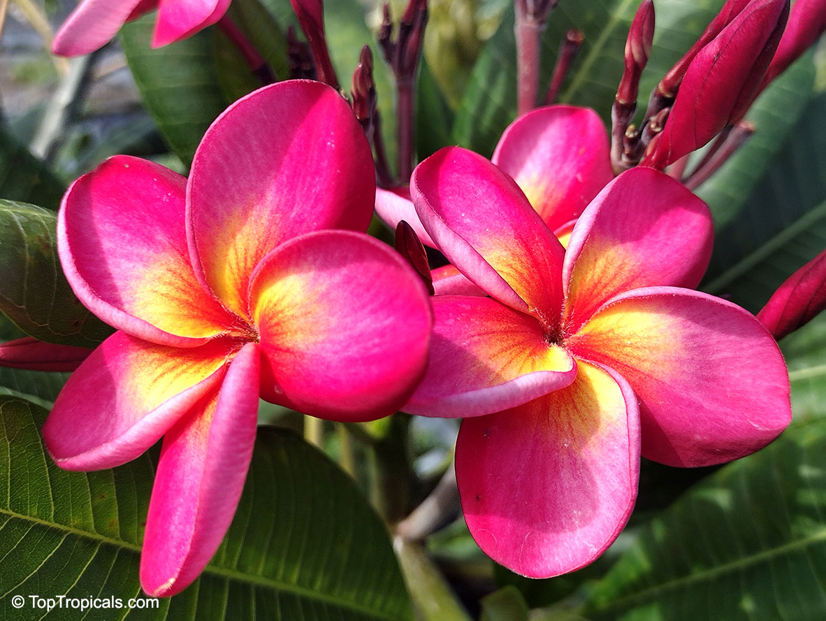 Plumeria Ossy Pink (Sao Muangnon), grafted