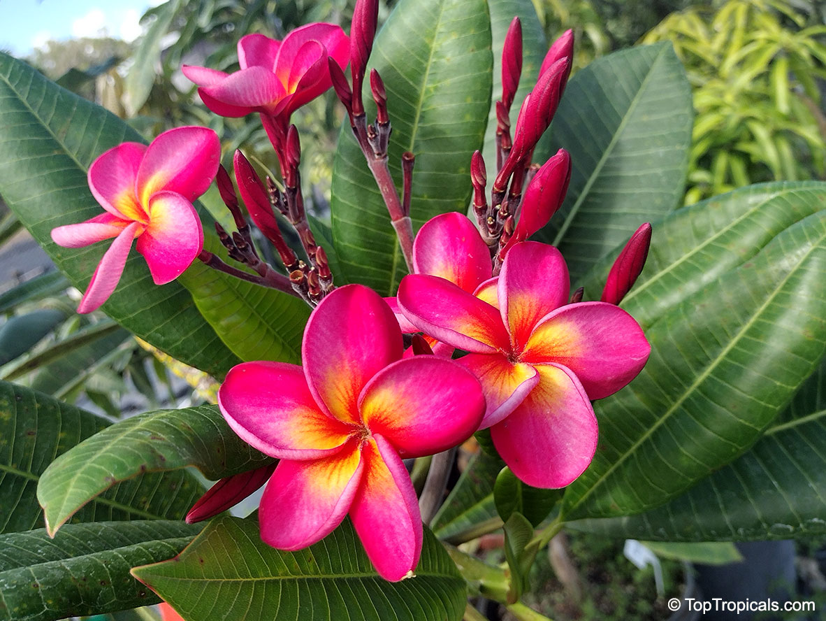 Plumeria sp., Plumeria, Frangipani. Plumeria 'Sao Muangnon'
