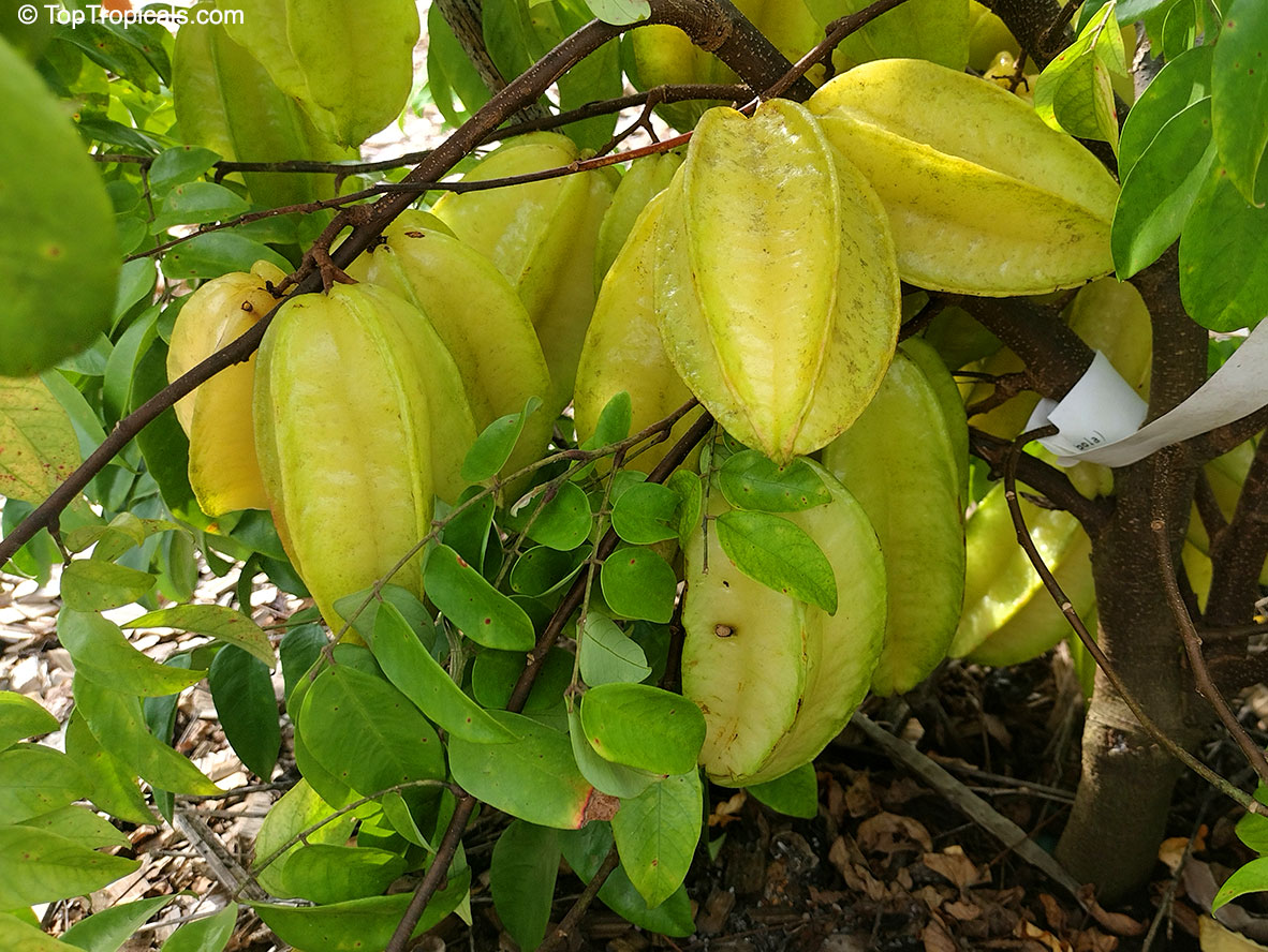 Averrhoa carambola, Carambola, Starfruit, Five-finger, Balimbing. Averrhoa carambola 'Maher' (Dwarf). This easy-to-grow Star Fruit tree will flower and fruit once it reaches a height of one and a half to two feet, often within the first year.