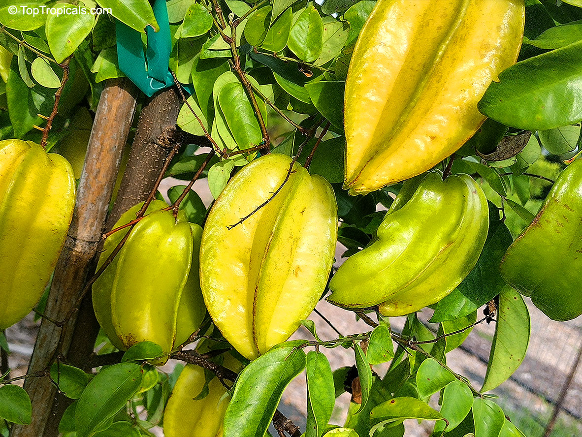 Averrhoa carambola, Carambola, Starfruit, Five-finger, Balimbing. Averrhoa carambola 'Hart'. Carambola variety Hart - dwarf variety suitable for small backyard or container growing. 