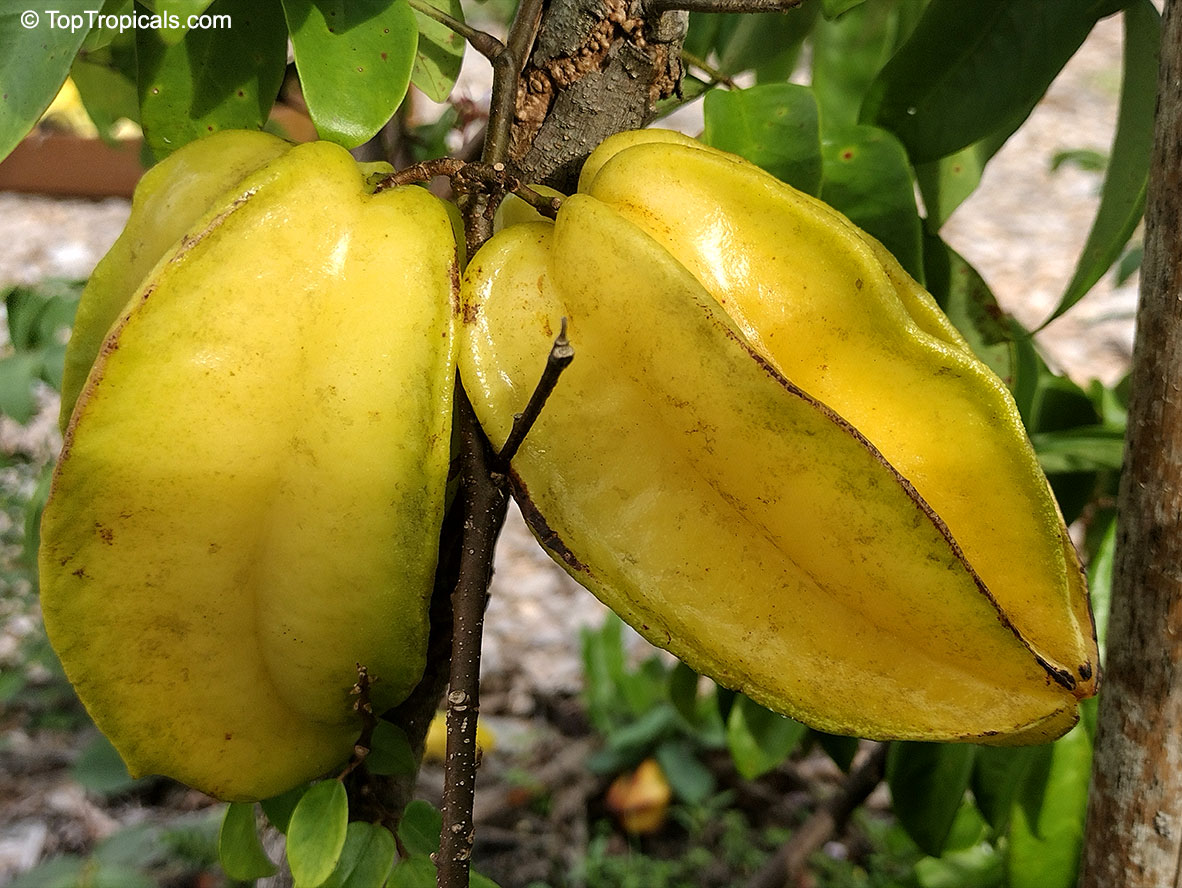 Averrhoa carambola, Carambola, Starfruit, Five-finger, Balimbing. Averrhoa carambola 'Fwang Tong' (Fwang Tung)