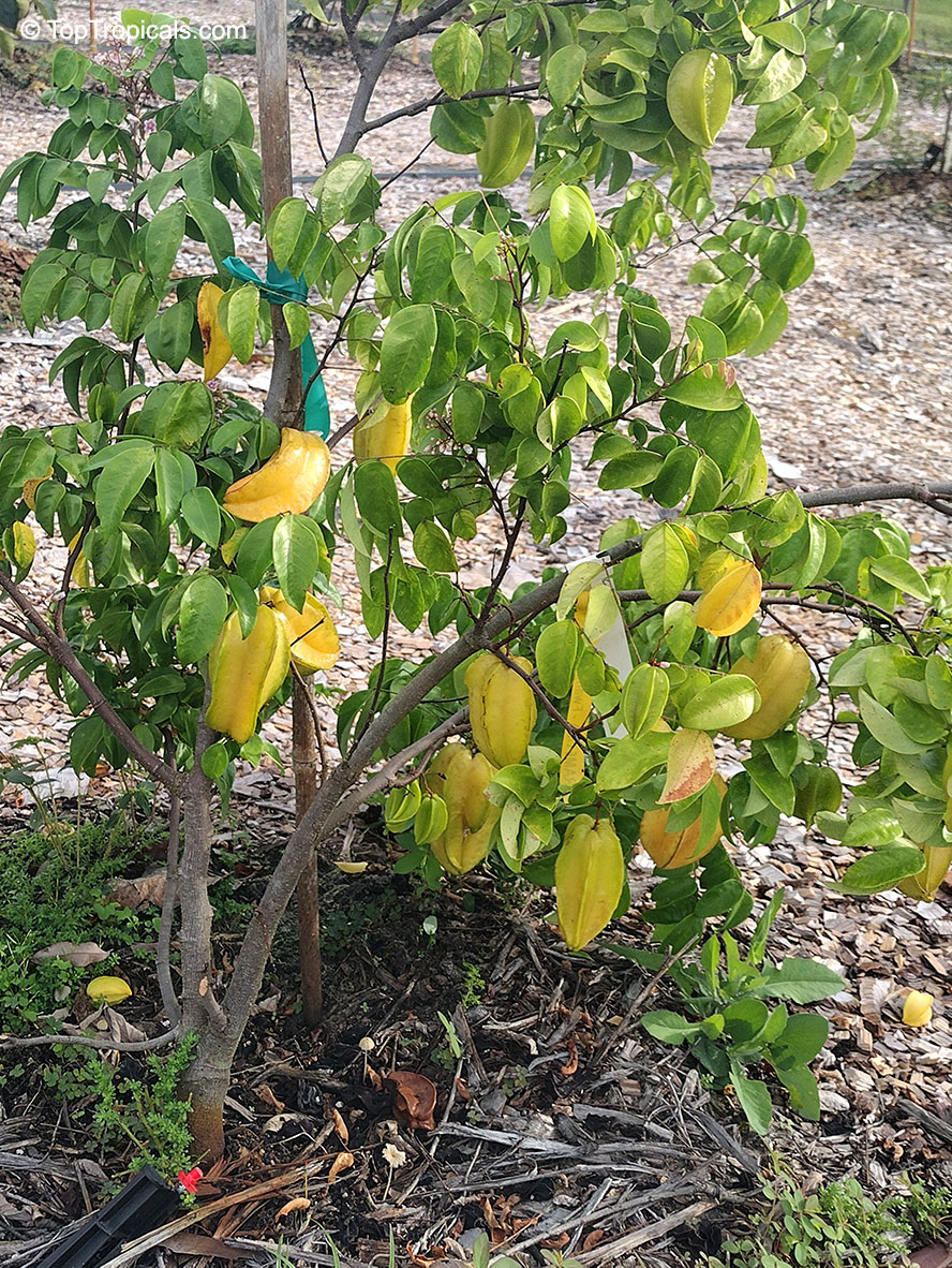 Averrhoa carambola, Carambola, Starfruit, Five-finger, Balimbing. Averrhoa carambola 'Fwang Tong' (Fwang Tung). Carambola variety Fwang Tong (Tung) - Dwarf variety with elongated fruit, 5 inches long, with long wings. 
