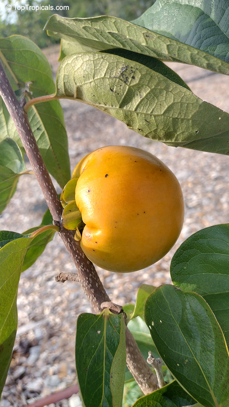 Diospyros kaki, Kaki, Japanese Persimmon, Oriental Persimmon, Sharon Fruit. Diospyros kaki 'Fuyu' (Fuju)
