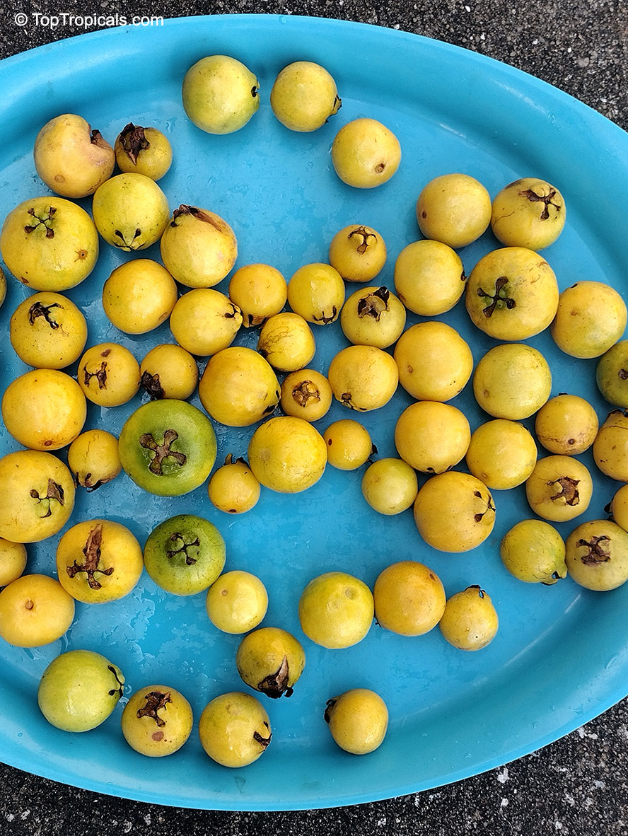 Psidium cattleyanum, Psidium littorale, Cattley Guava, Sand Plum, Strawberry Guava. Psidium littorale var. Lucidum ('Hawaiian Gold')