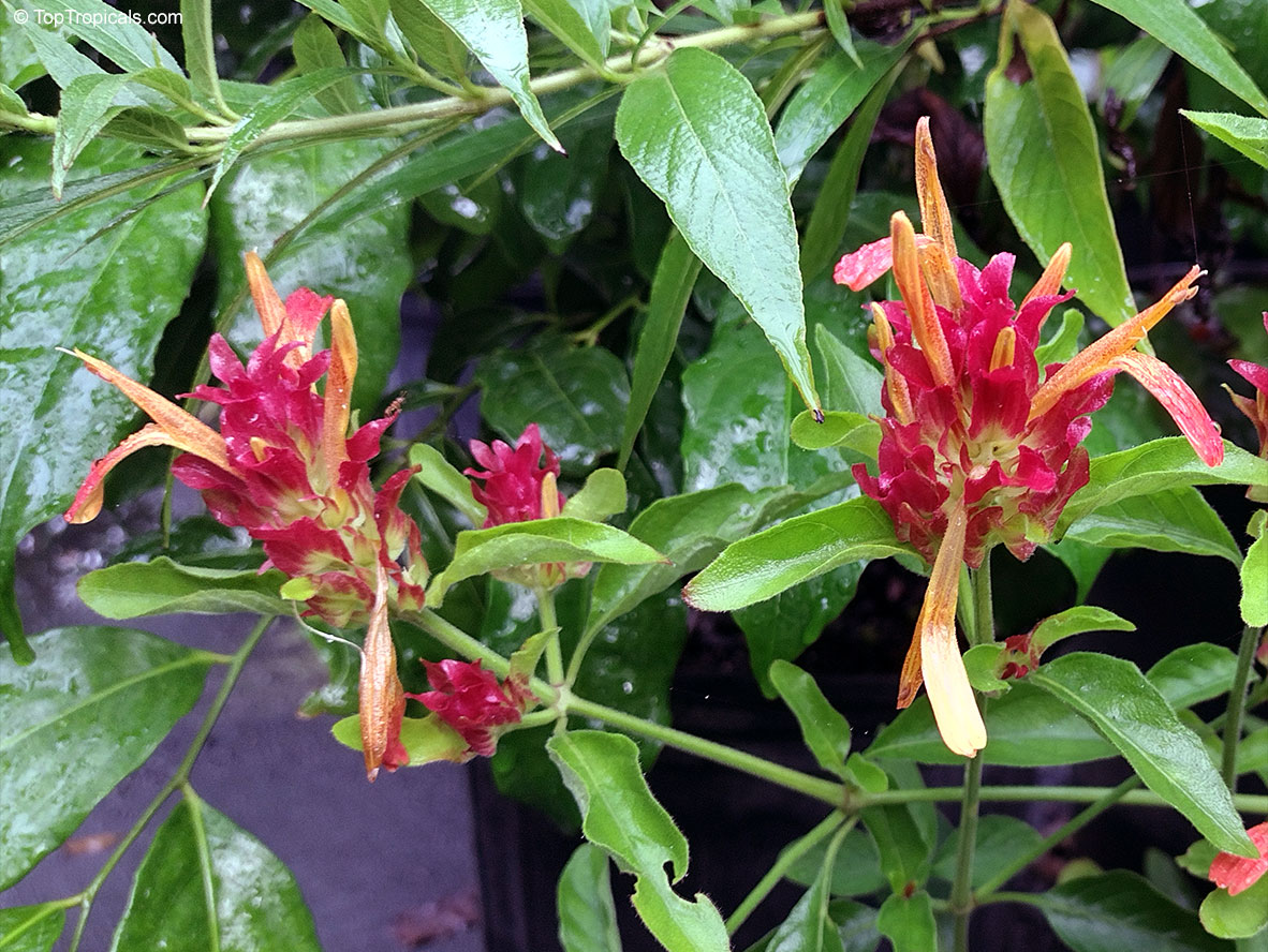Justicia fulvicoma, Justicia comosa, Beloperone comosa, Beloperone fulvicoma, Orange Shrimp Plant, Mexican Plume