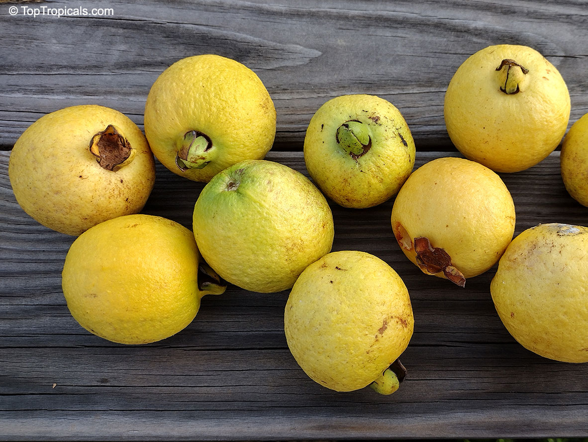 Psidium cattleyanum, Psidium littorale, Cattley Guava, Sand Plum, Strawberry Guava. Psidium littorale var. Lucidum ('Hawaiian Gold')
