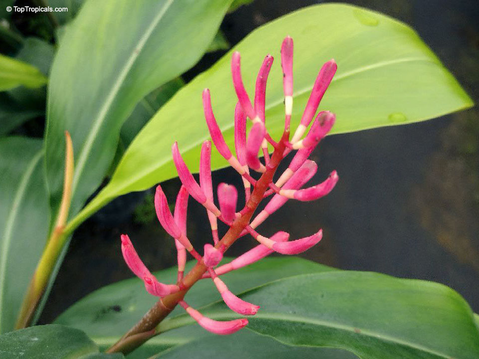 Riedelia coralina Coral Ginger Borneo Pink (New Guinea) - RARE