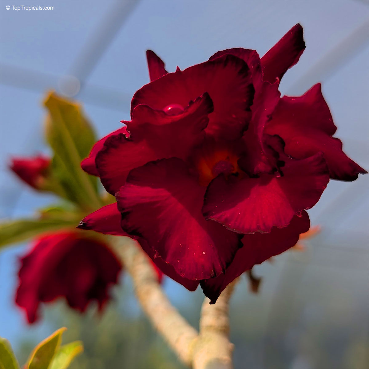Adenium sp. dark colored hybrids, Black Desert Rose. Adenium 'Black Border'