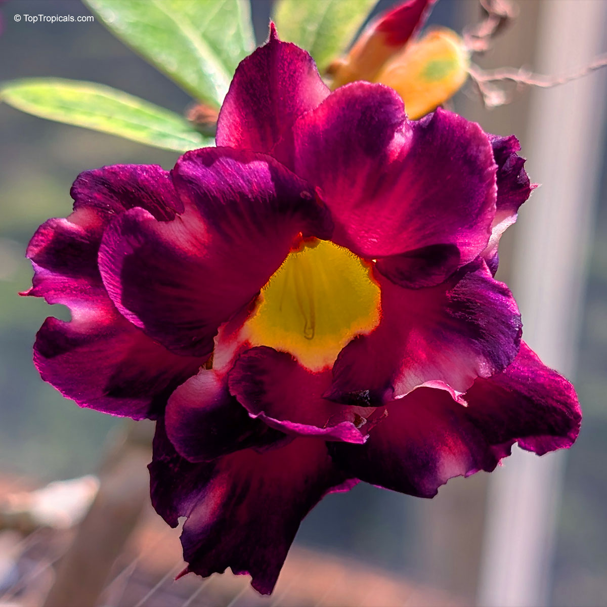 Adenium sp. dark colored hybrids, Black Desert Rose. Adenium 'Black Border'. Adenium 'Black Border' - double flower with deep burgundy petals and dark, almost black edges that intensify as the bloom matures.