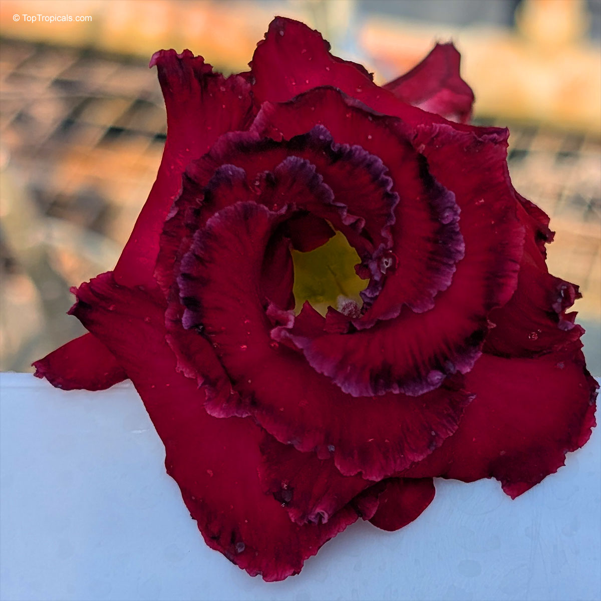 Adenium sp. dark colored hybrids, Black Desert Rose. Adenium 'Wonderful Red Variegated'