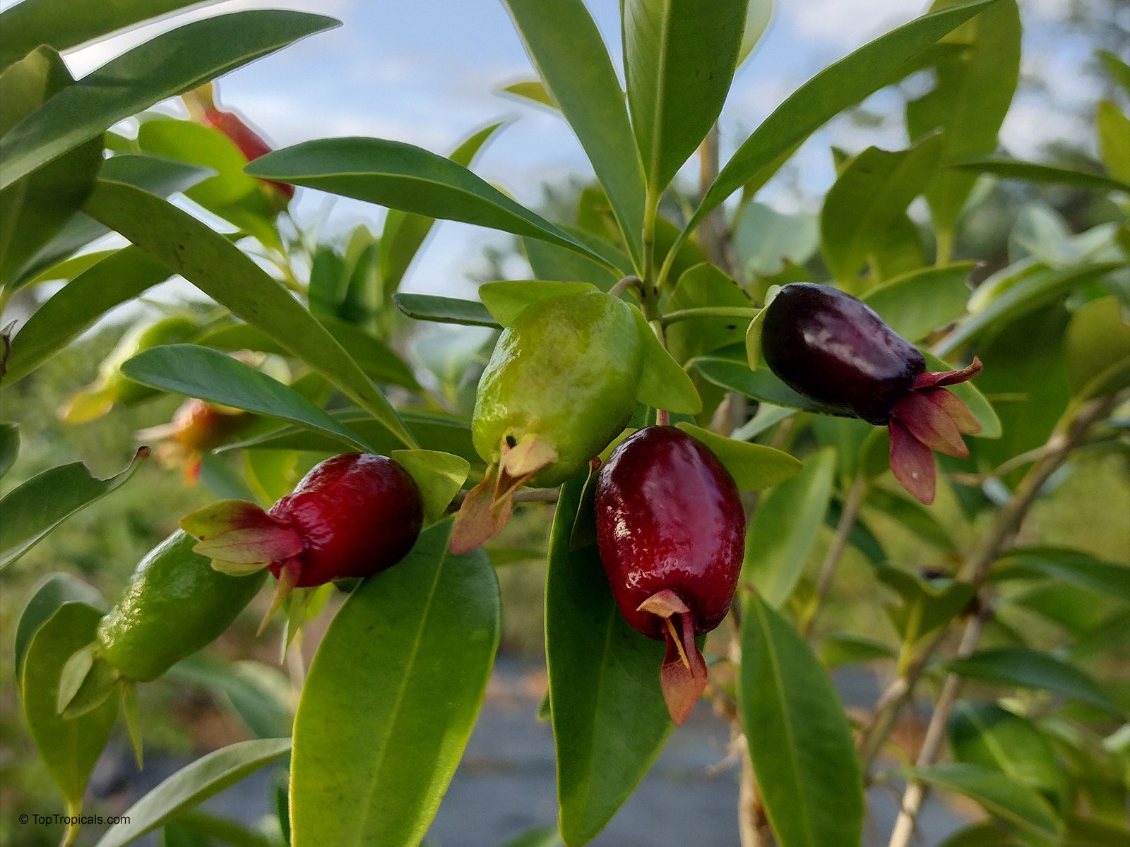 Eugenia calycina, Savannah Cherry Eugenia calycina, Savannah Cherry