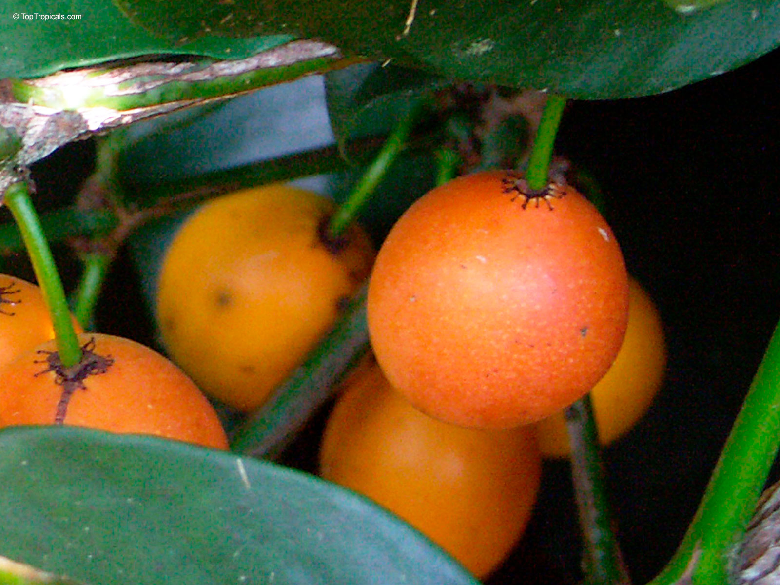 Garcinia intermedia, Rheedia edulis, Monkey Fruit, Sastra, Cherry Mangosteen, Lemon Drop Mangosteen Garcinia intermedia, Rheedia edulis, Monkey Fruit, Sastra, Cherry Mangosteen, Lemon Drop Mangosteen