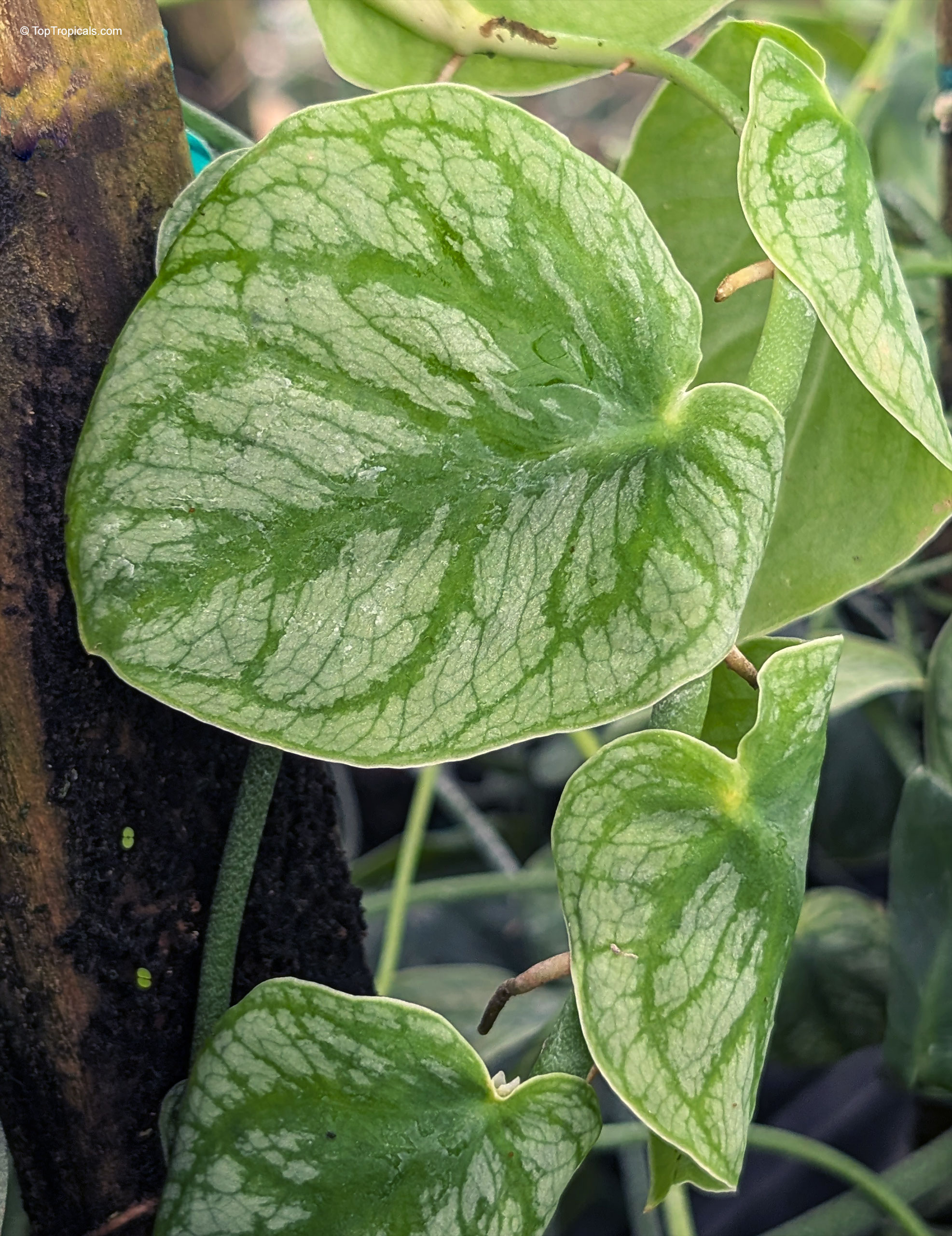 Monstera dubia (Penanola) heart-shaped foliage with silver veins climbing along a mossy wood pole. Monstera dubia (Penanola) plant with heart-shaped green leaves climbing a dark brown wooden post.