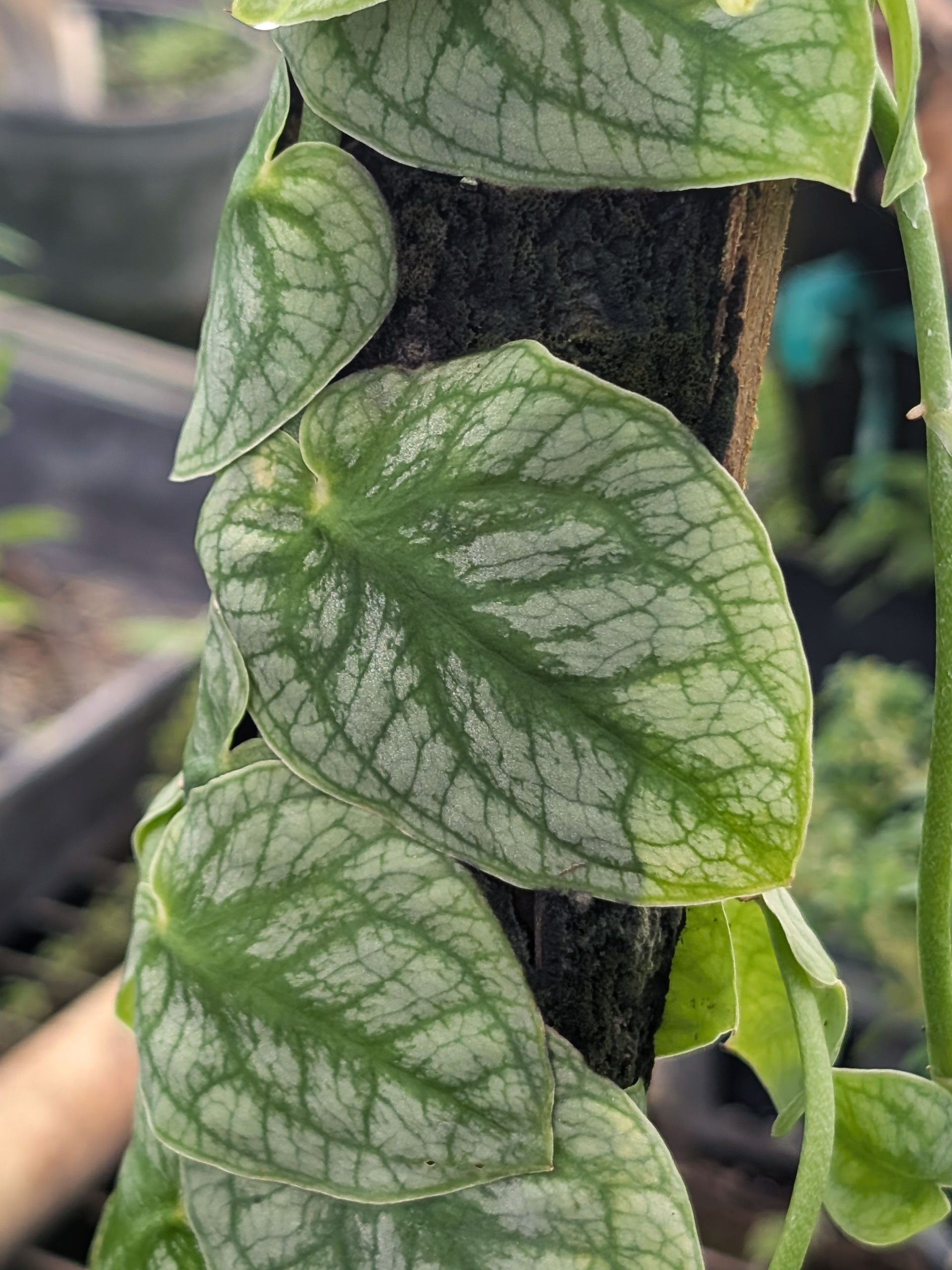 Monstera dubia (Penanola) leaves with silver veining growing flat against a wooden moss pole. Monstera dubia (Penanola) green leaves with silver veining climbing up a wooden support post.