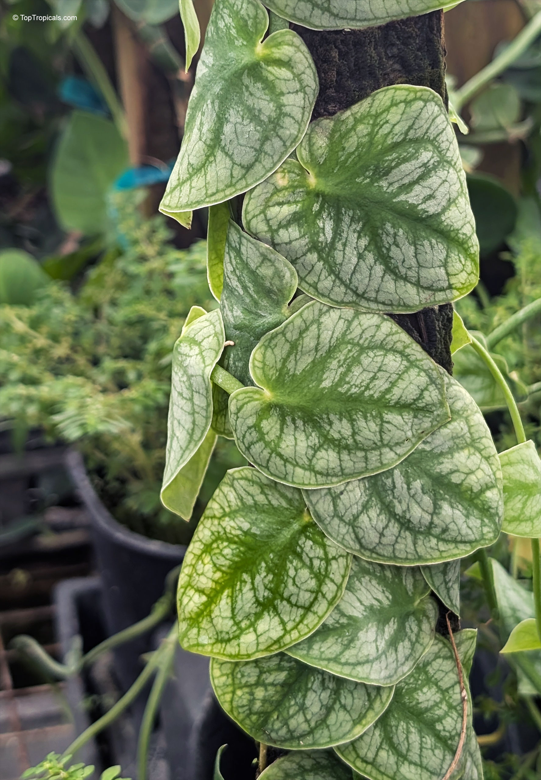 Monstera dubia (Penanola) with heart shaped foliage climbing upwards along a vertical support. Monstera dubia (Penanola) green leaves climbing a dark post close up photography