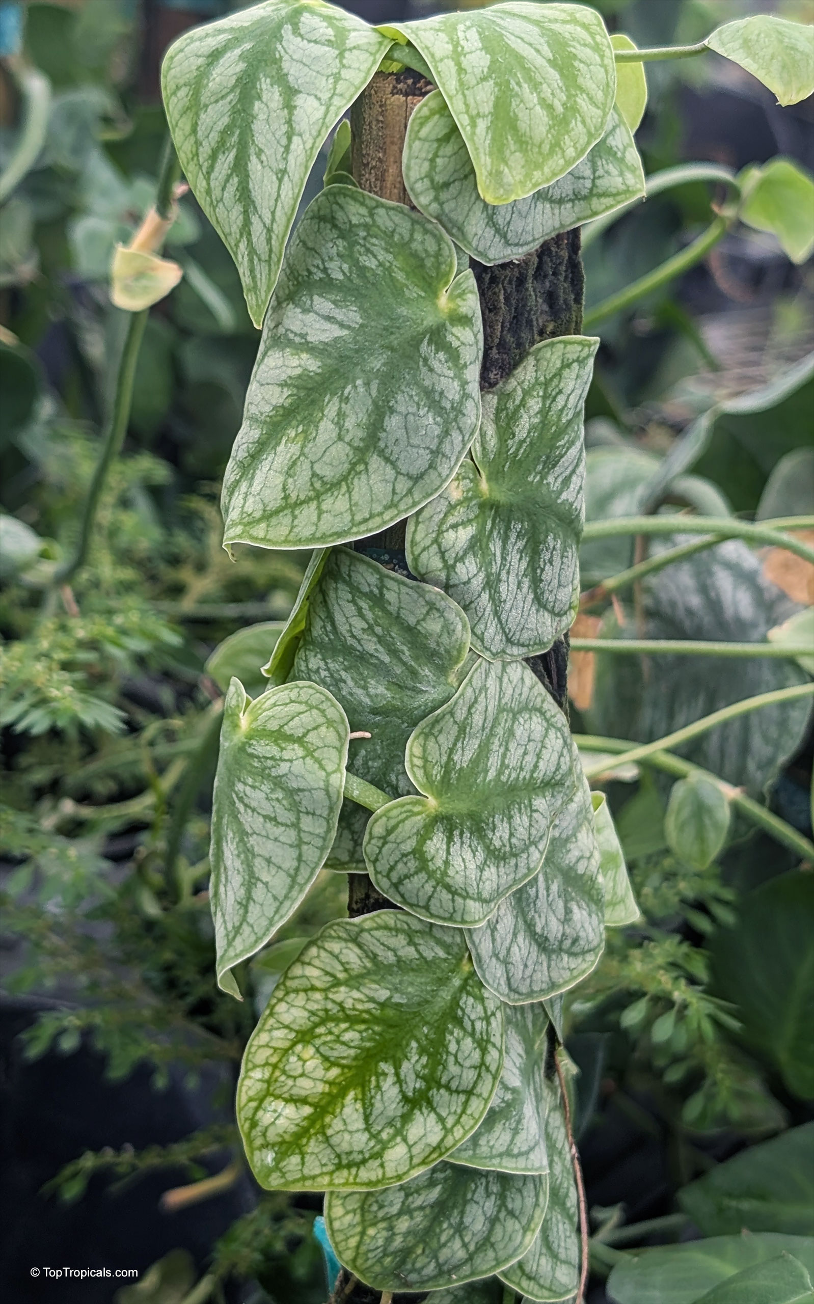Monstera dubia (Penanola) heart shaped green leaves attached to a climbing support pole. Monstera dubia (Penanola) green leaves climbing a dark brown pole close up
