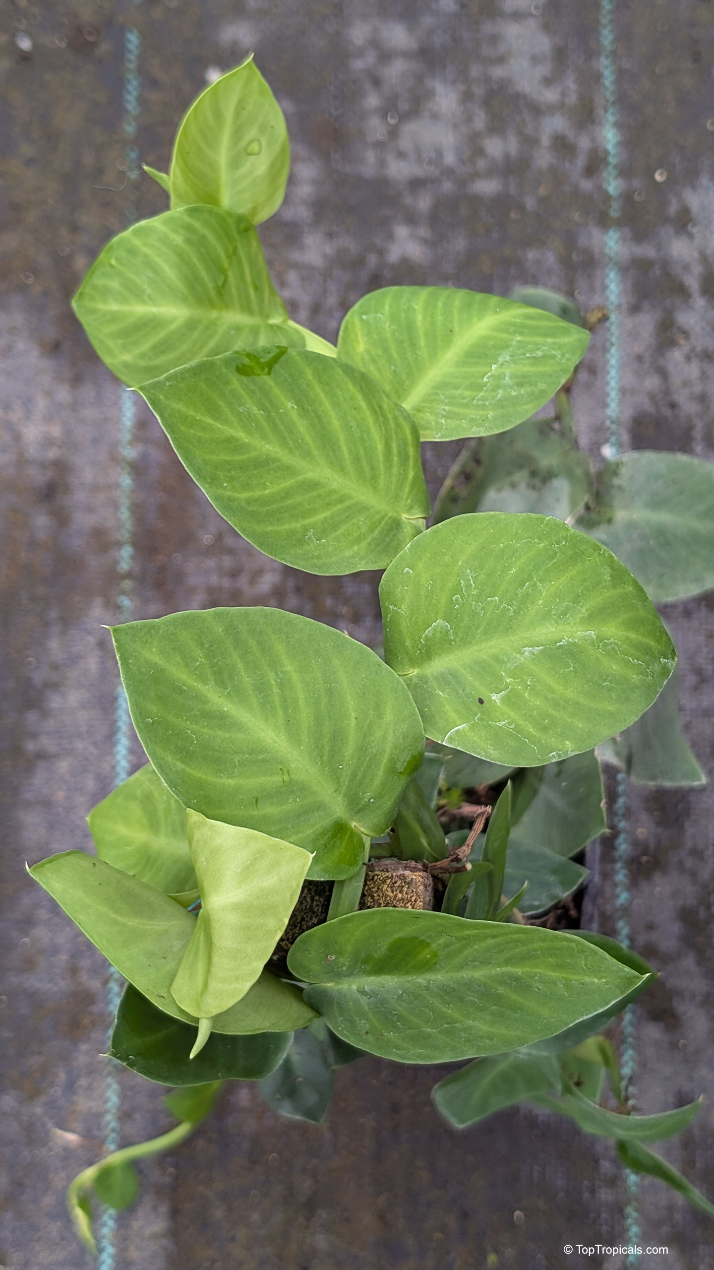 Rhaphidophora hayi has overlapping green leaves with smooth edges Rhaphidophora hayi plant with green leaves close up