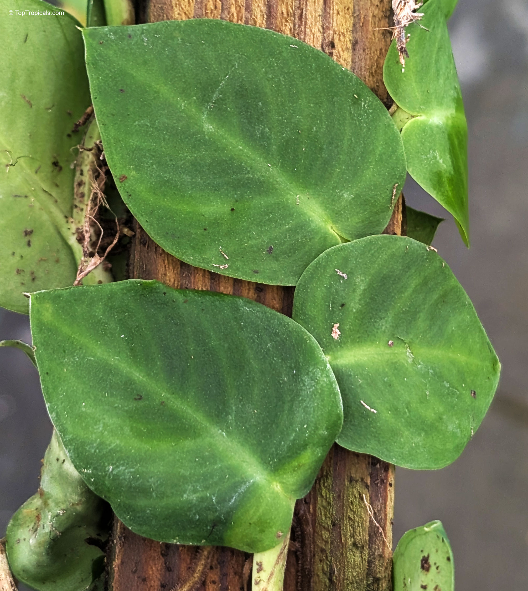 Rhaphidophora hayi green leaves spreading flat against a wooden surface for upward growth Rhaphidophora hayi green leaves clinging closely to a wooden support for vertical plant climbing